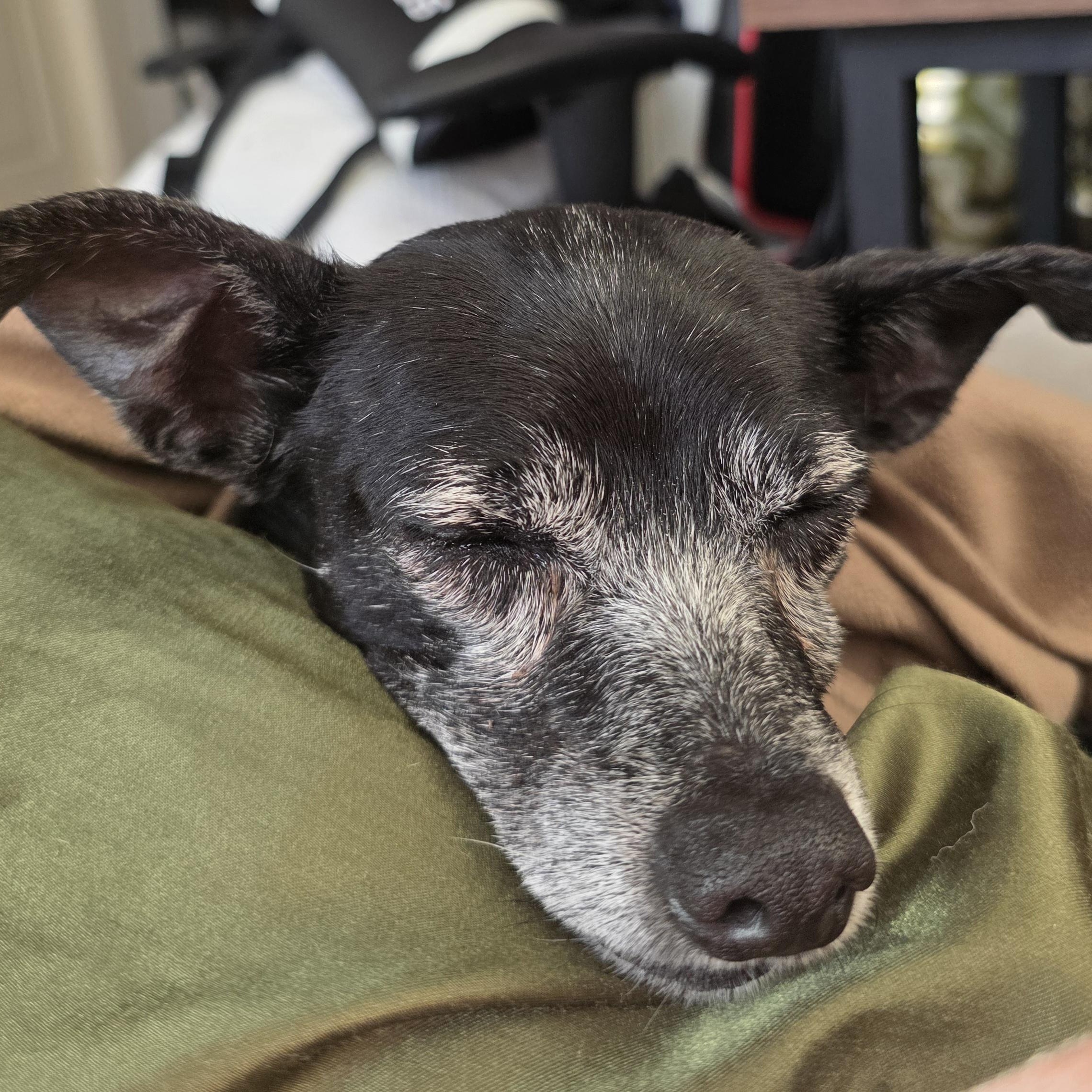 Kenny, a ADOPTABLE mixed breed in Rock Hill, SC image 5/6