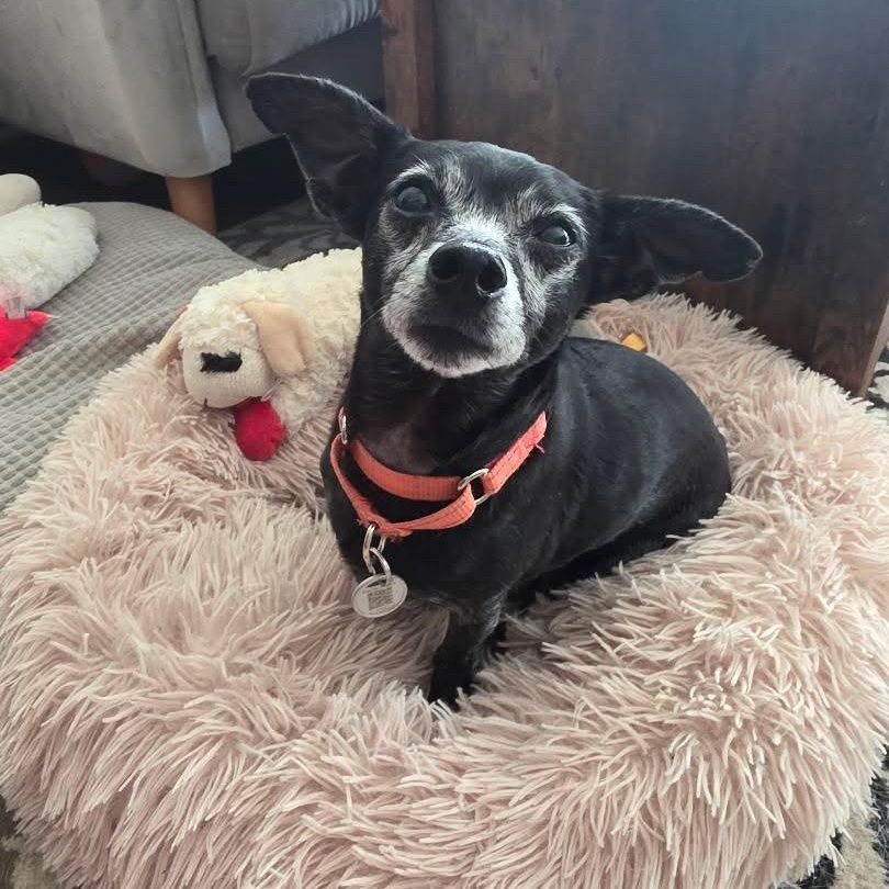 Kenny, ADOPTABLE, Adult Male Chihuahua & Mixed Breed.