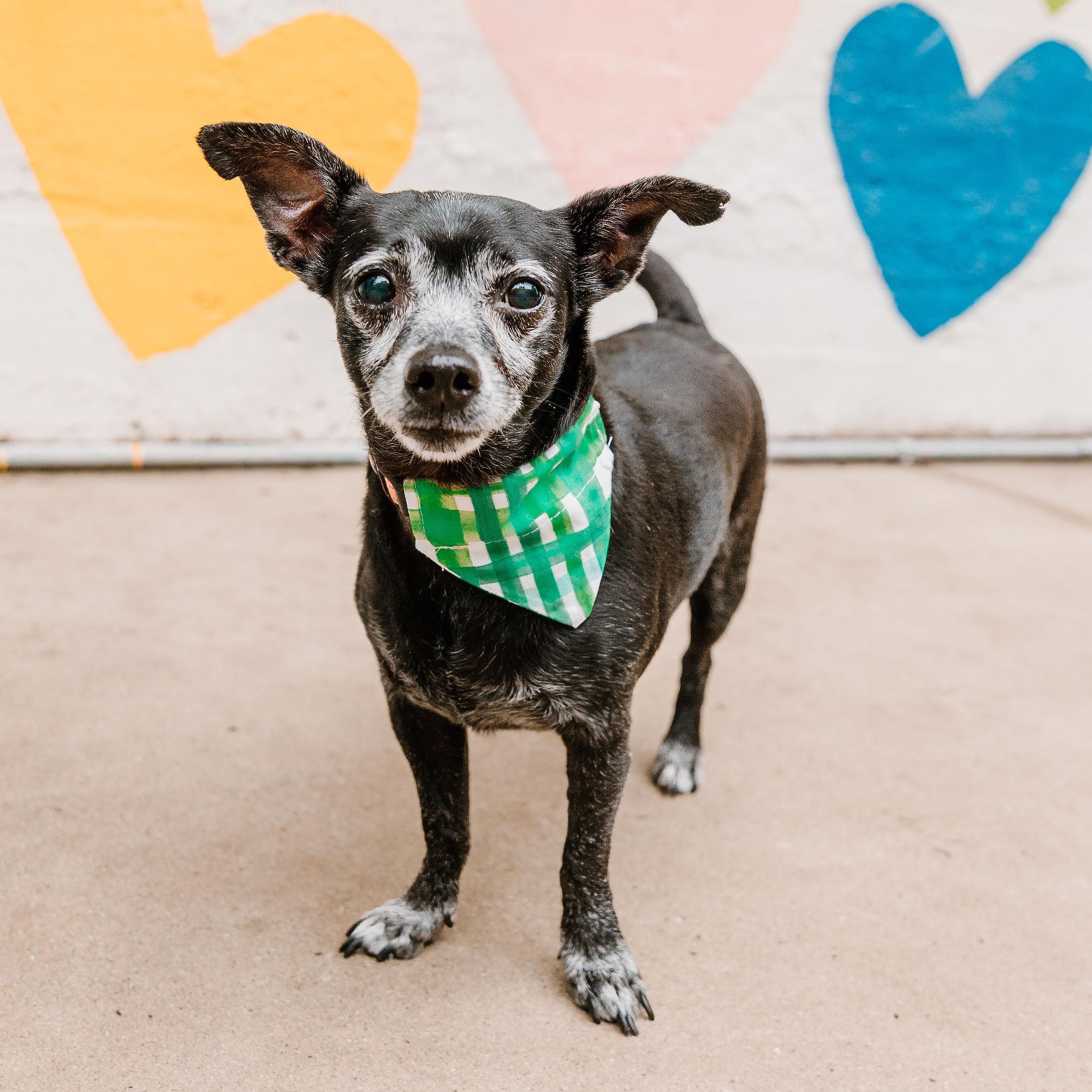 Kenny, ADOPTABLE, Adult Male Chihuahua & Mixed Breed.