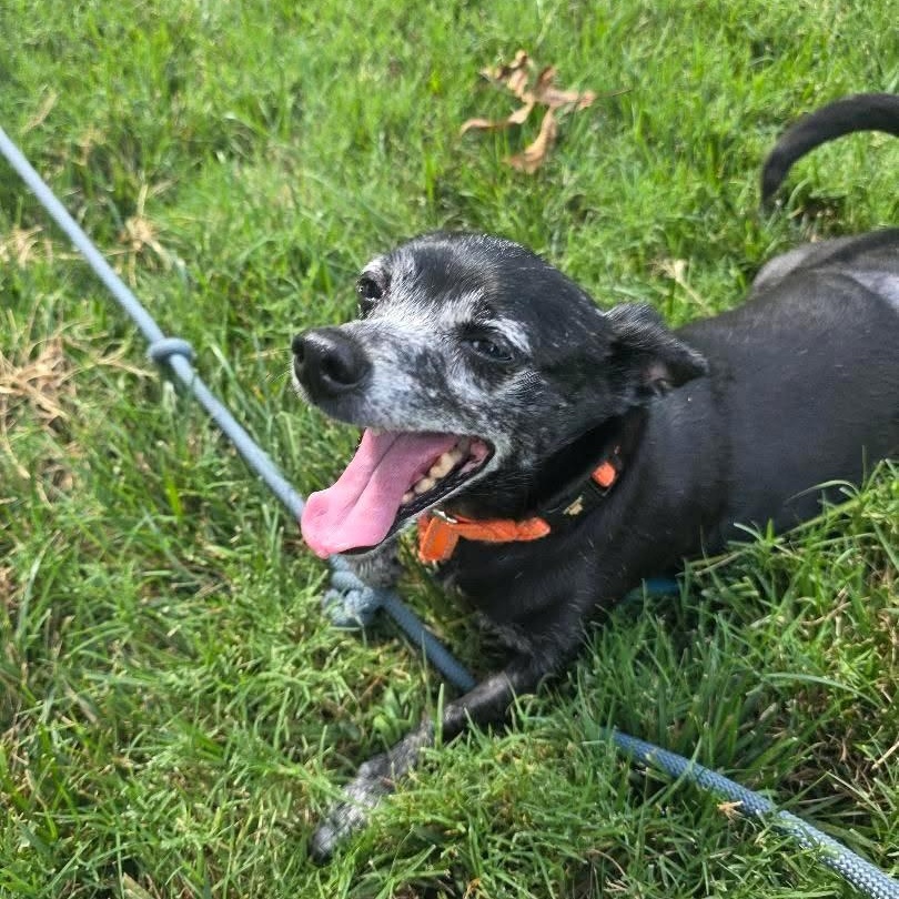 Kenny, a ADOPTABLE mixed breed in Rock Hill, SC image 3/6