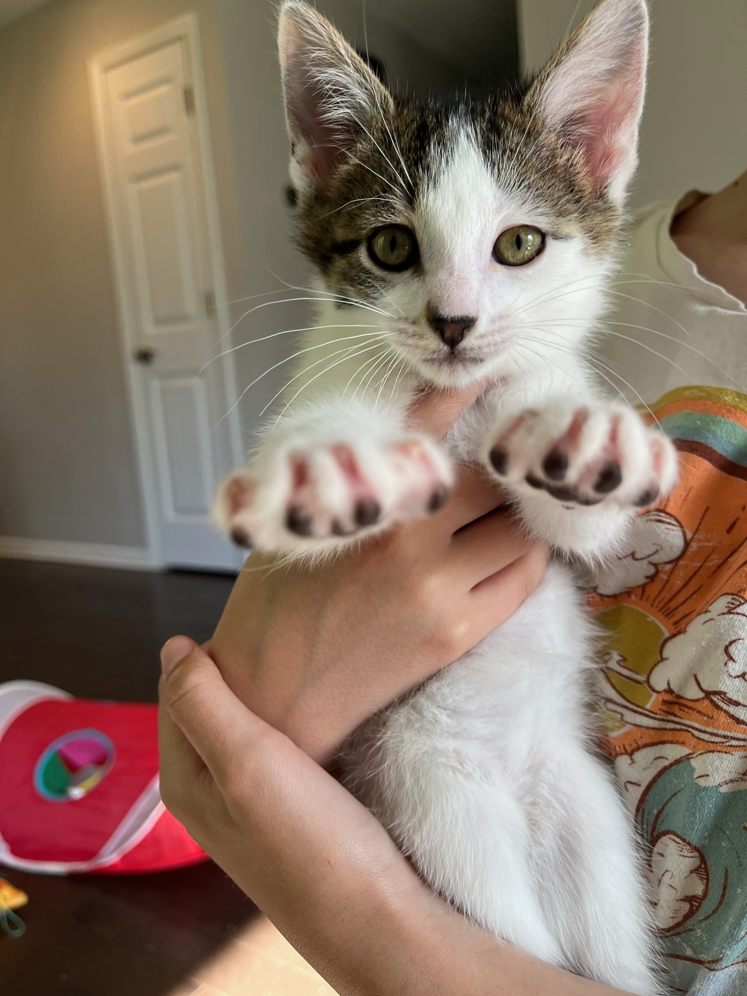 Cat for adoption Chubs, a Domestic Short Hair in Wheeling, IL Petfinder