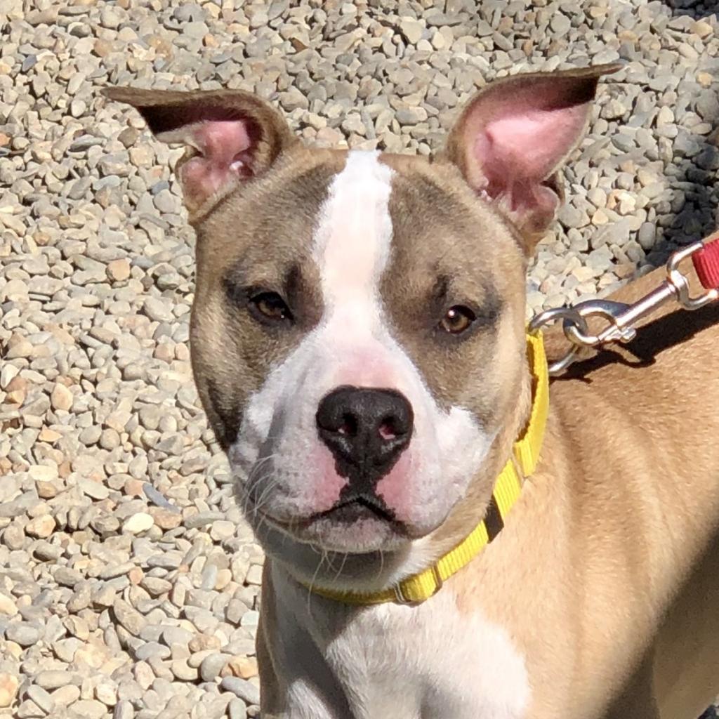 Hank, Adoptable, Adult Male Mixed Breed.