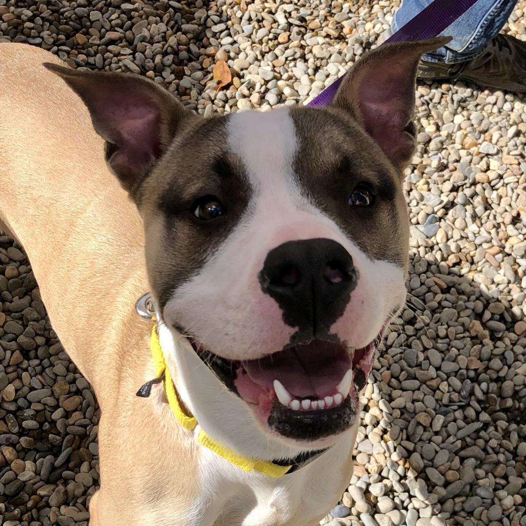 Enlarge Hank, a Adoptable Mixed Breed in Asheville, NC image 2/6