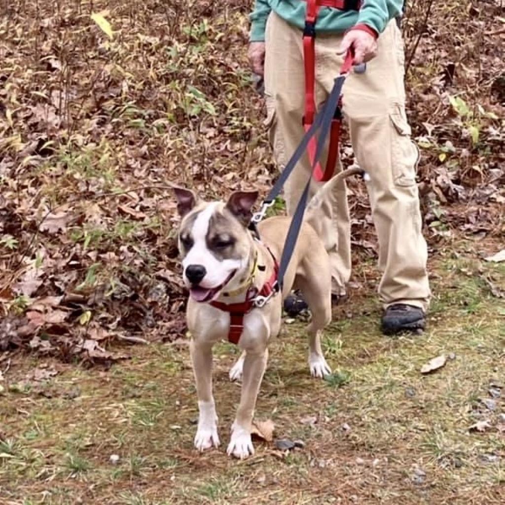 Enlarge Hank, a Adoptable Mixed Breed in Asheville, NC image 3/6