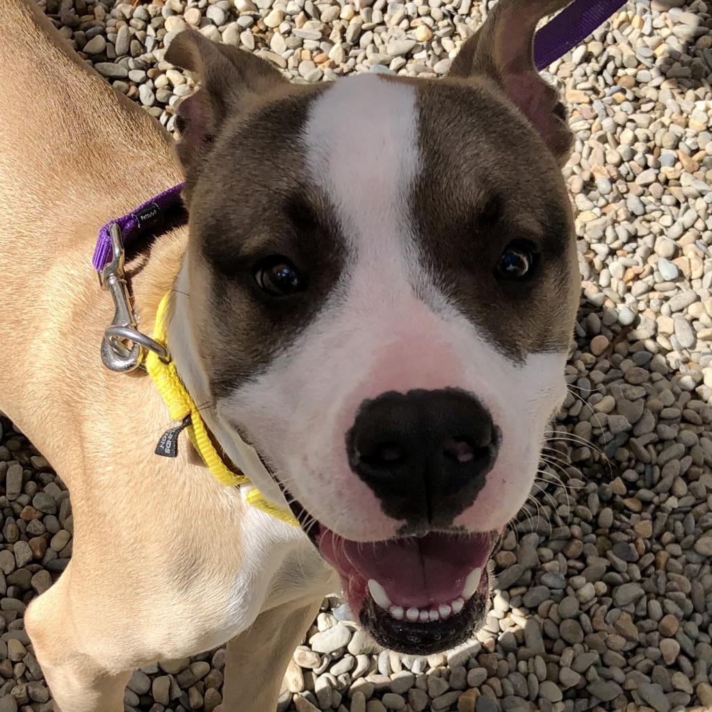 Enlarge Hank, a Adoptable Mixed Breed in Asheville, NC image 4/6