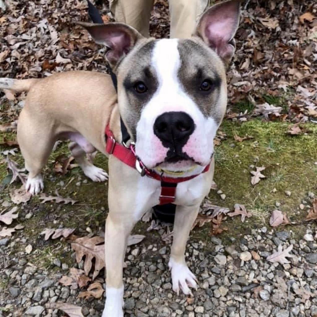 Enlarge Hank, a Adoptable Mixed Breed in Asheville, NC image 6/6