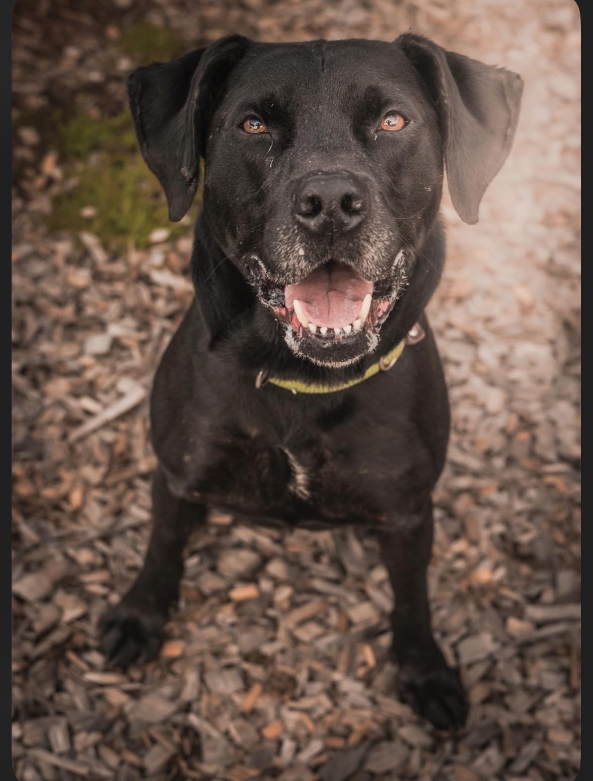 Enlarge Bubba aka Bubs, Bubby, Bubbalicious, a Adoptable Labrador Retriever in Tillamook, OR image 2/4