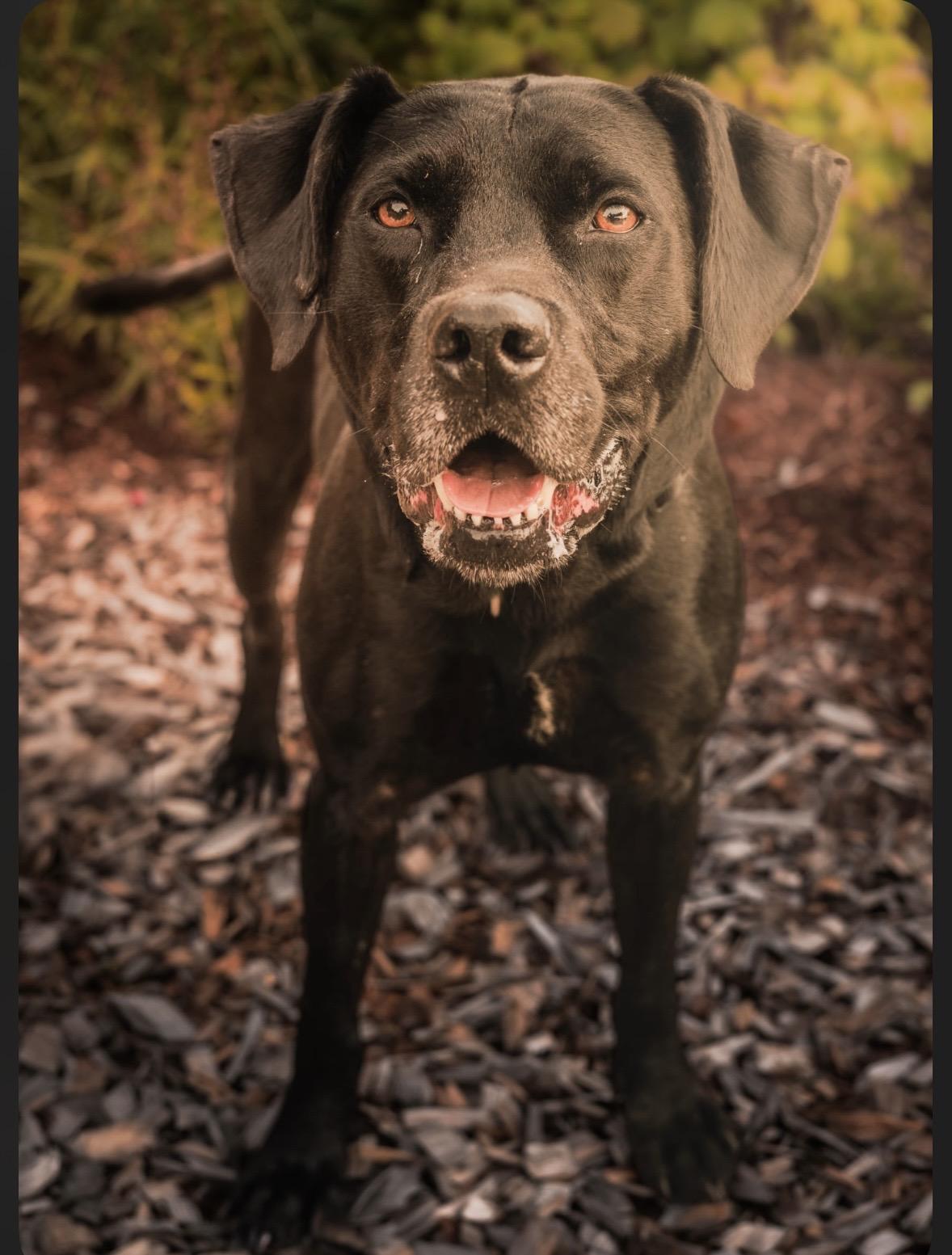 Enlarge Bubba aka Bubs, Bubby, Bubbalicious, a Adoptable Labrador Retriever in Tillamook, OR image 3/4