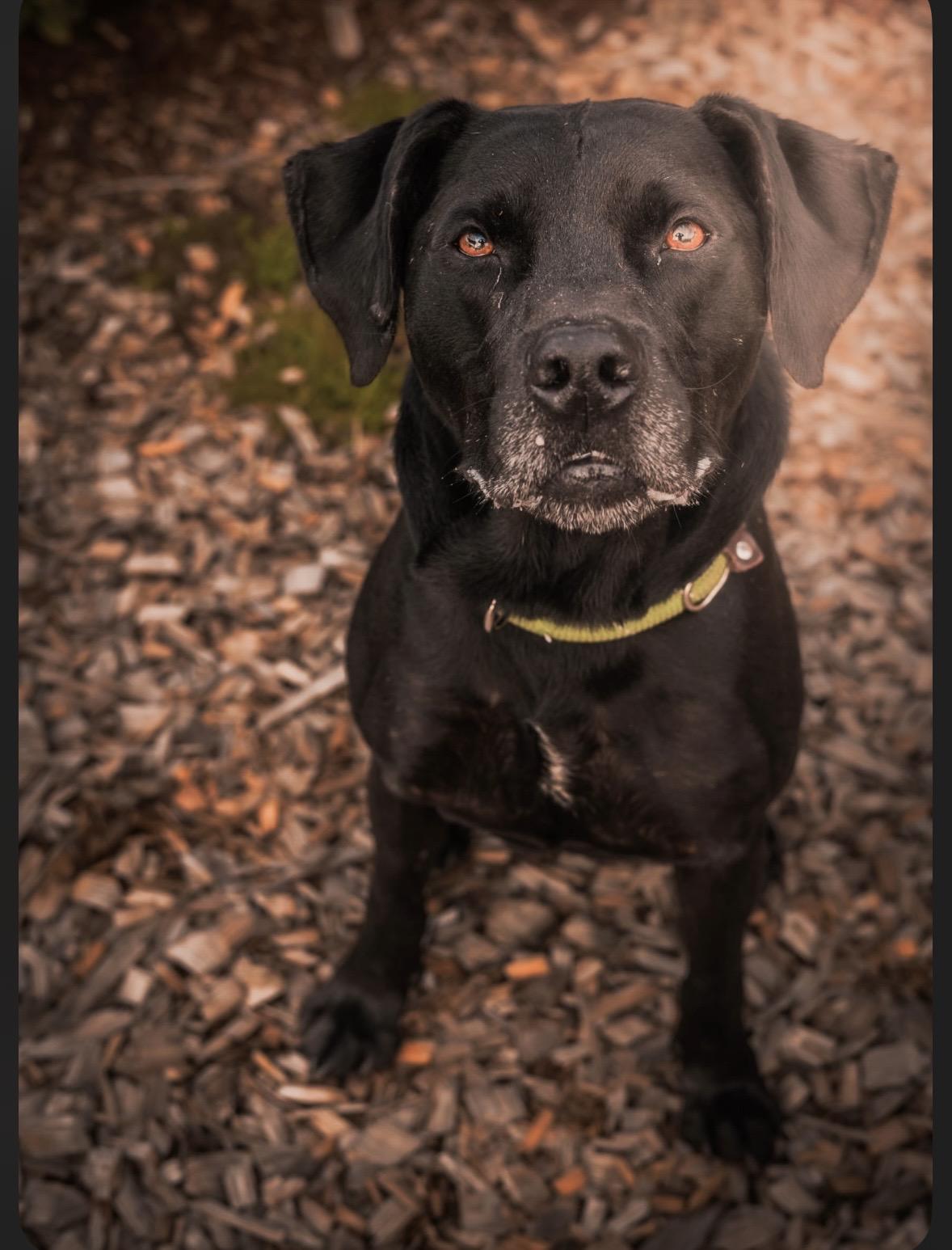Bubba aka Bubs, Bubby, Bubbalicious, Adoptable, Young Male Labrador Retriever.