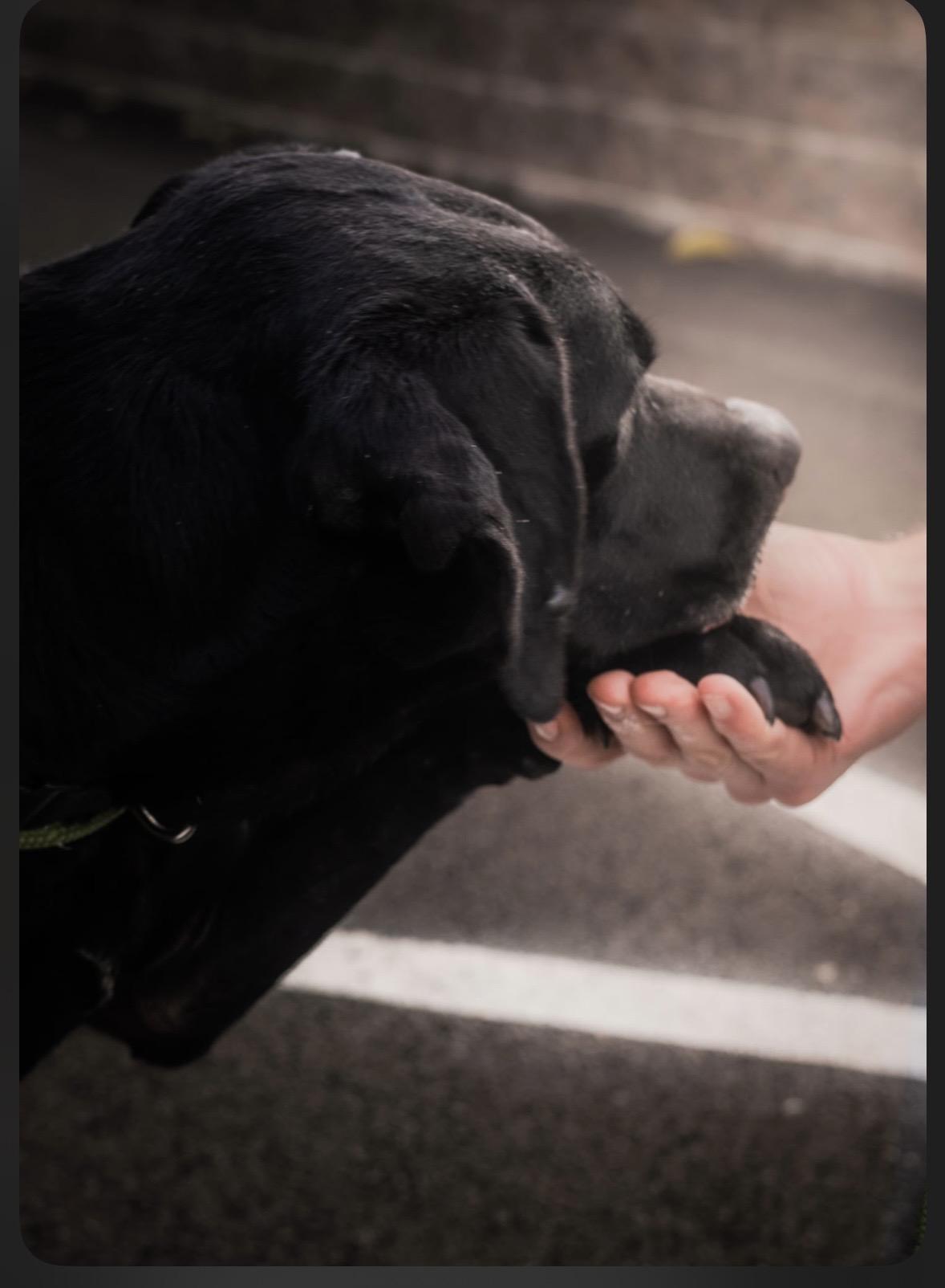 Enlarge Bubba aka Bubs, Bubby, Bubbalicious, a Adoptable Labrador Retriever in Tillamook, OR image 4/4