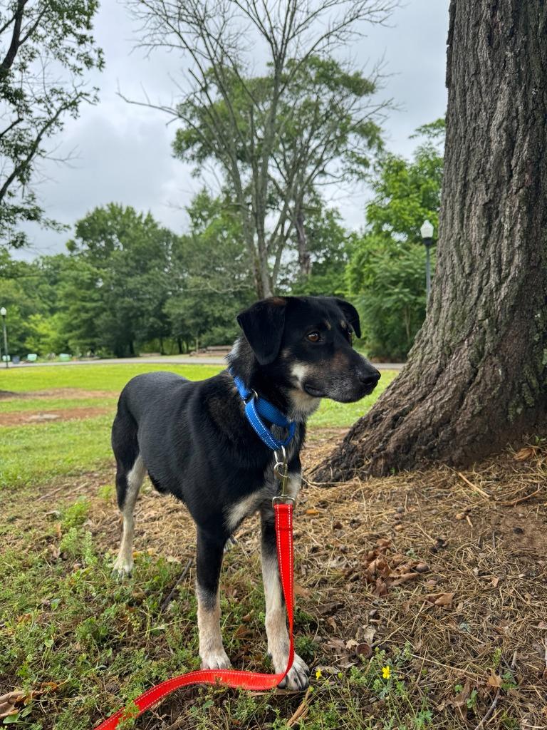 Forest, Adoptable, Adult Male Shepherd & Cattle Dog.
