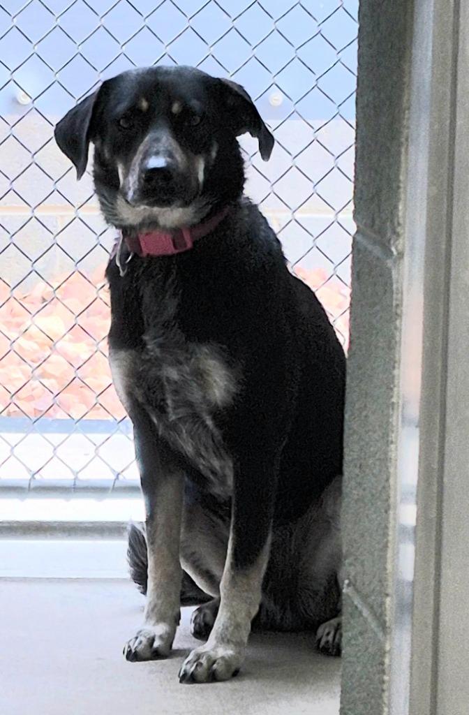 Enlarge Forest, a Adoptable mixed breed in East Ridge, TN image 1/2