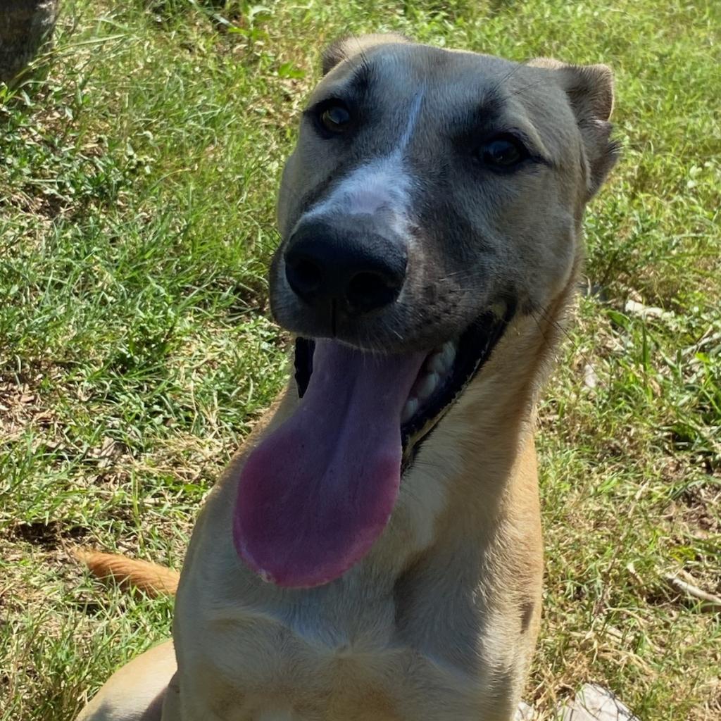 JJ, Young Male German Shepherd Dog