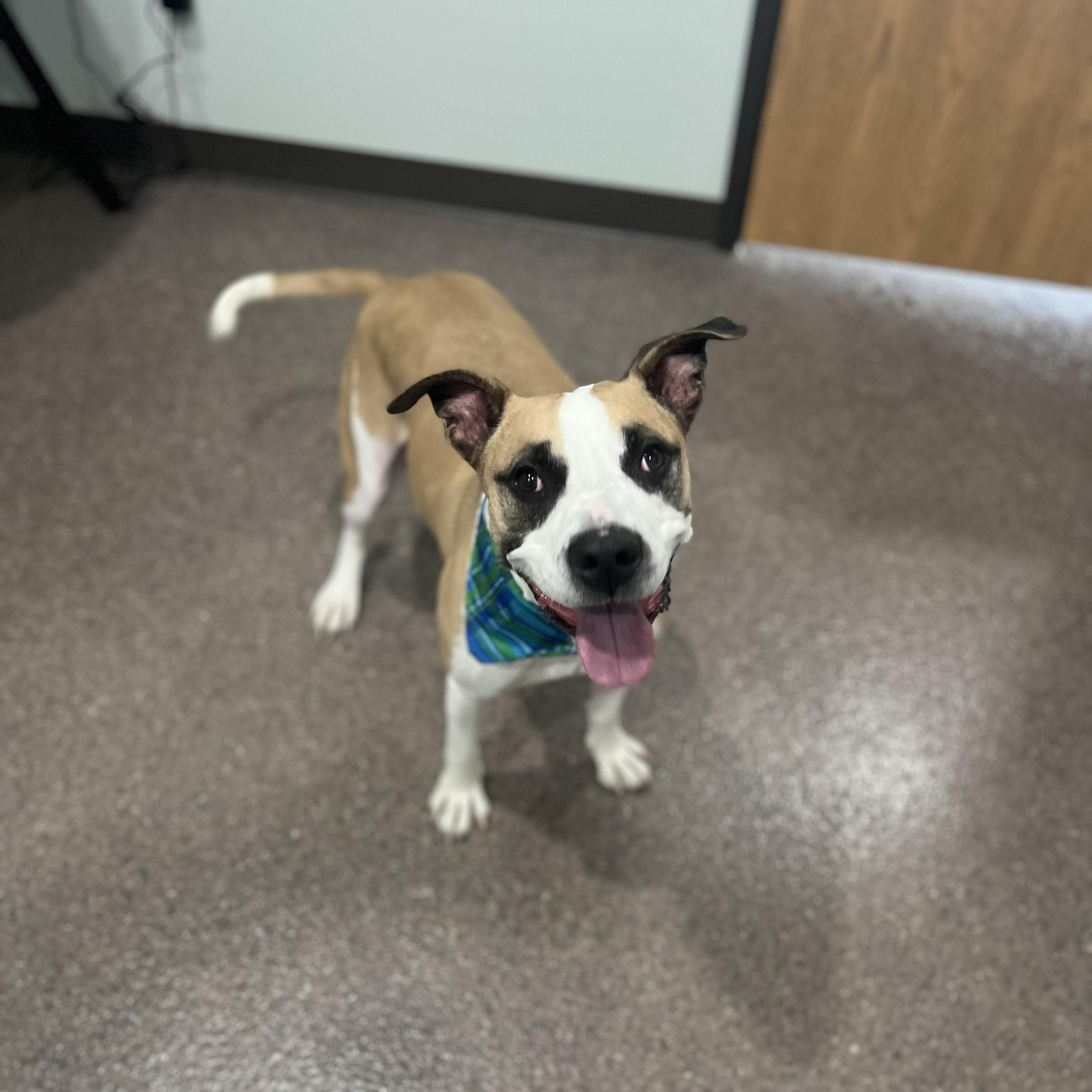 Enlarge Nash, an adoptable mixed breed in Sault Sainte Marie, MI image 2/3