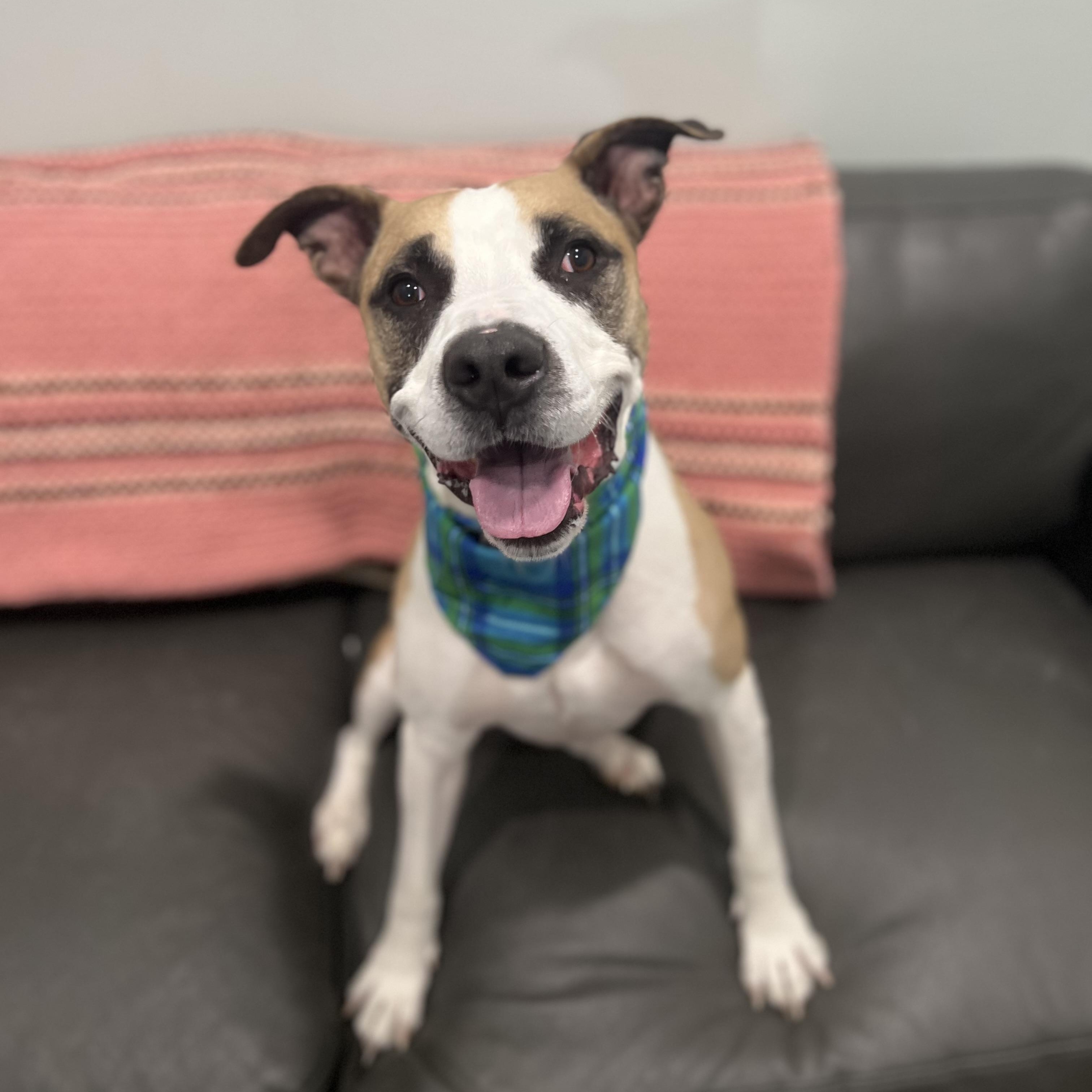 Nash, adoptable, Adult Male Mixed Breed.