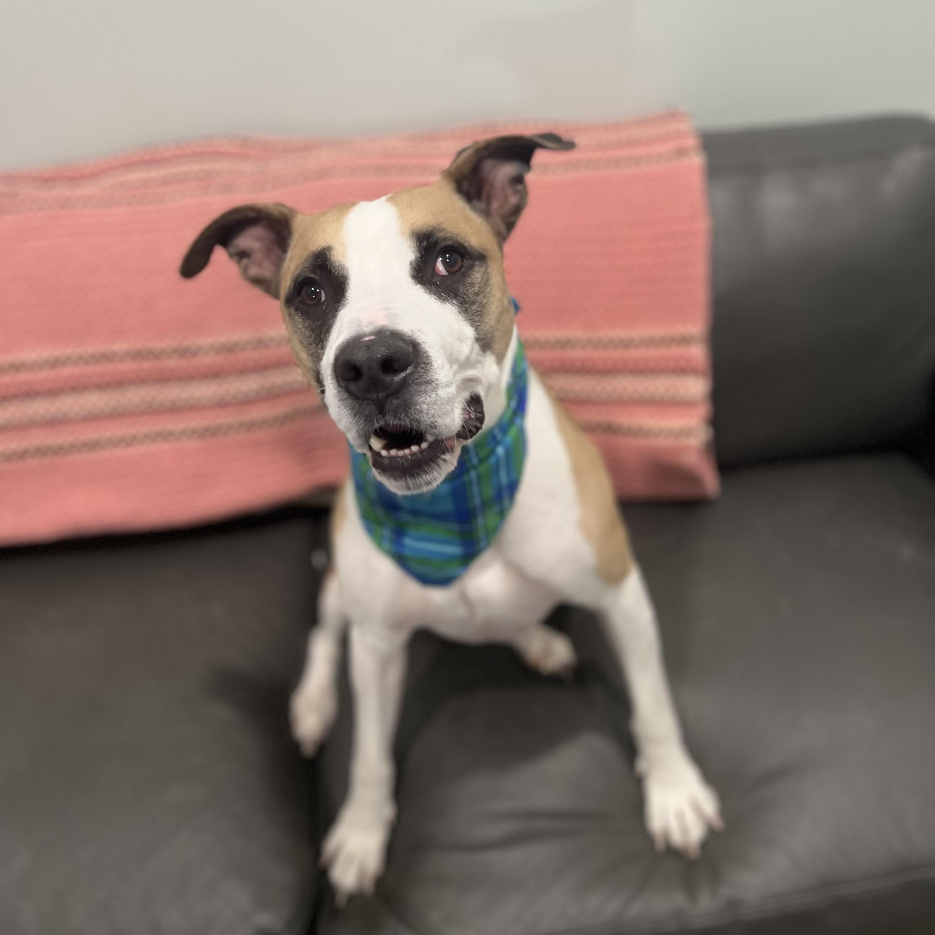 Enlarge Nash, an adoptable mixed breed in Sault Sainte Marie, MI image 3/3