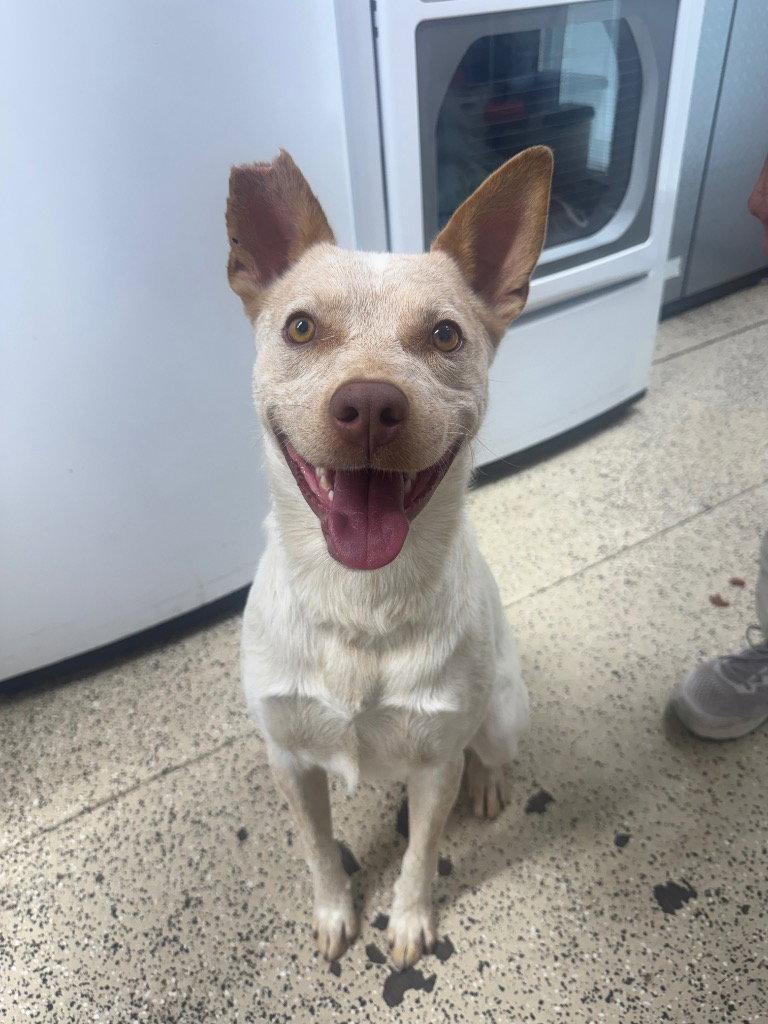 Riot, Adoptable, Young Male Australian Cattle Dog / Blue Heeler.