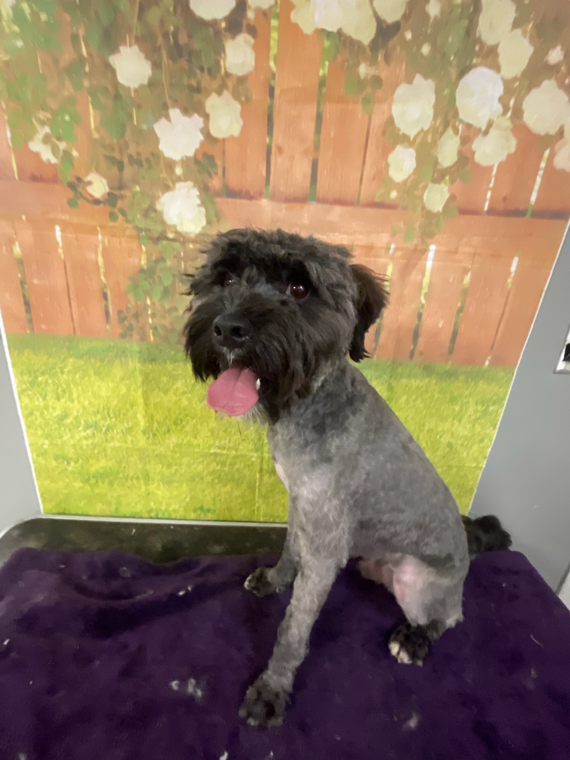 Tigger, an adoptable Schnauzer & Poodle Mix in Joliet, IL_image-1