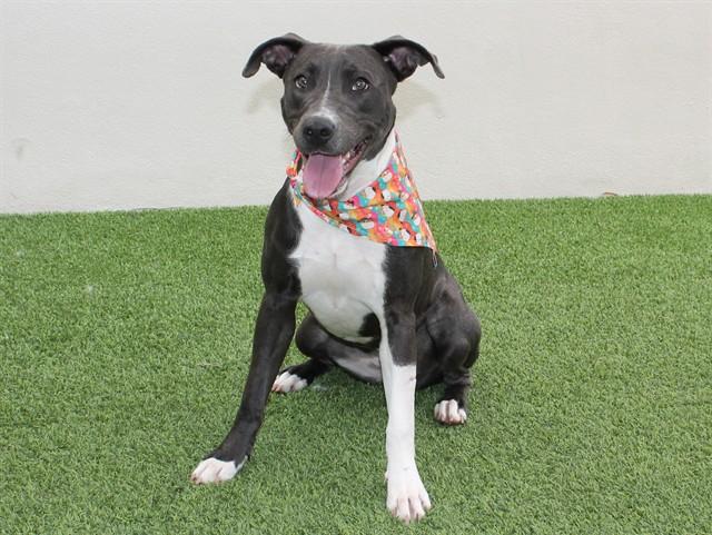 EVELYN, Adoptable, Young Female Weimaraner & Mixed Breed.