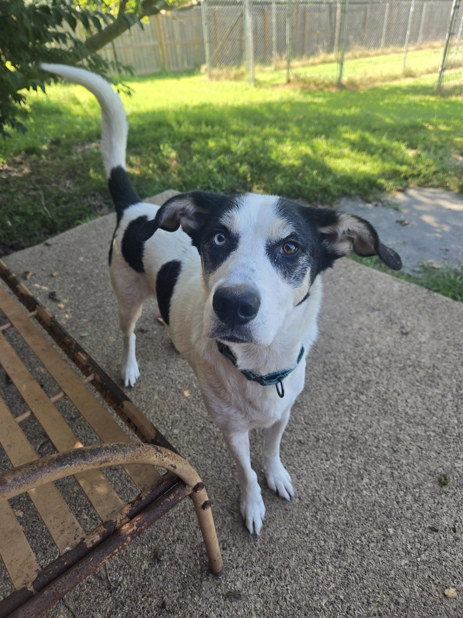 Enlarge Buddy Elf, a Adoptable mixed breed in Boston, KY image 3/3