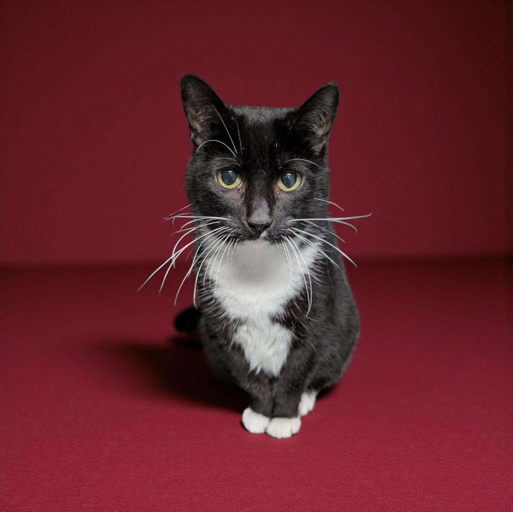 Enlarge Mallory, a ADOPTABLE Tuxedo in Wilmington, OH image 2/2