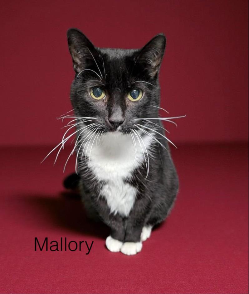 Mallory, ADOPTABLE, Young Female Tuxedo.