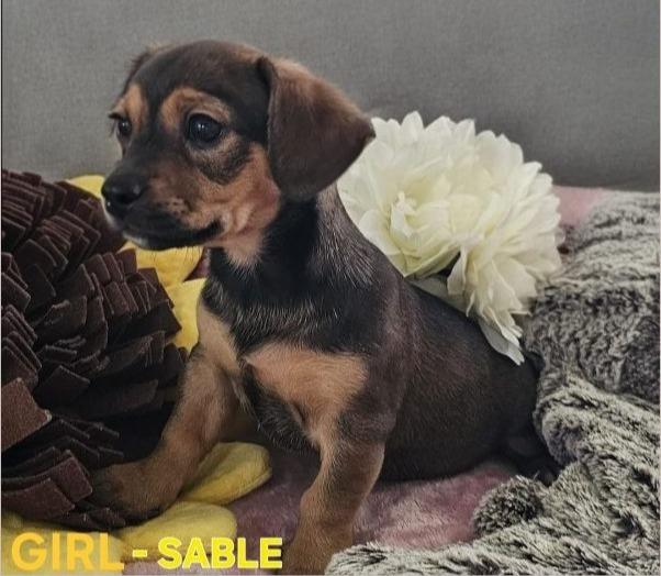 Enlarge Sable, a ADOPTABLE mixed breed in Miami, FL image 1/1