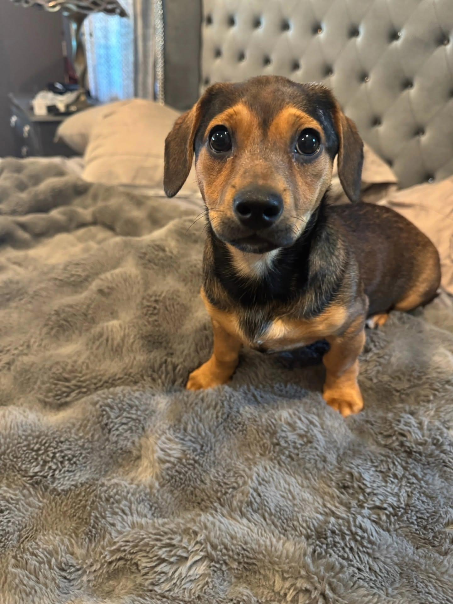 Sable, ADOPTABLE, Puppy Female Dachshund & Yorkshire Terrier.