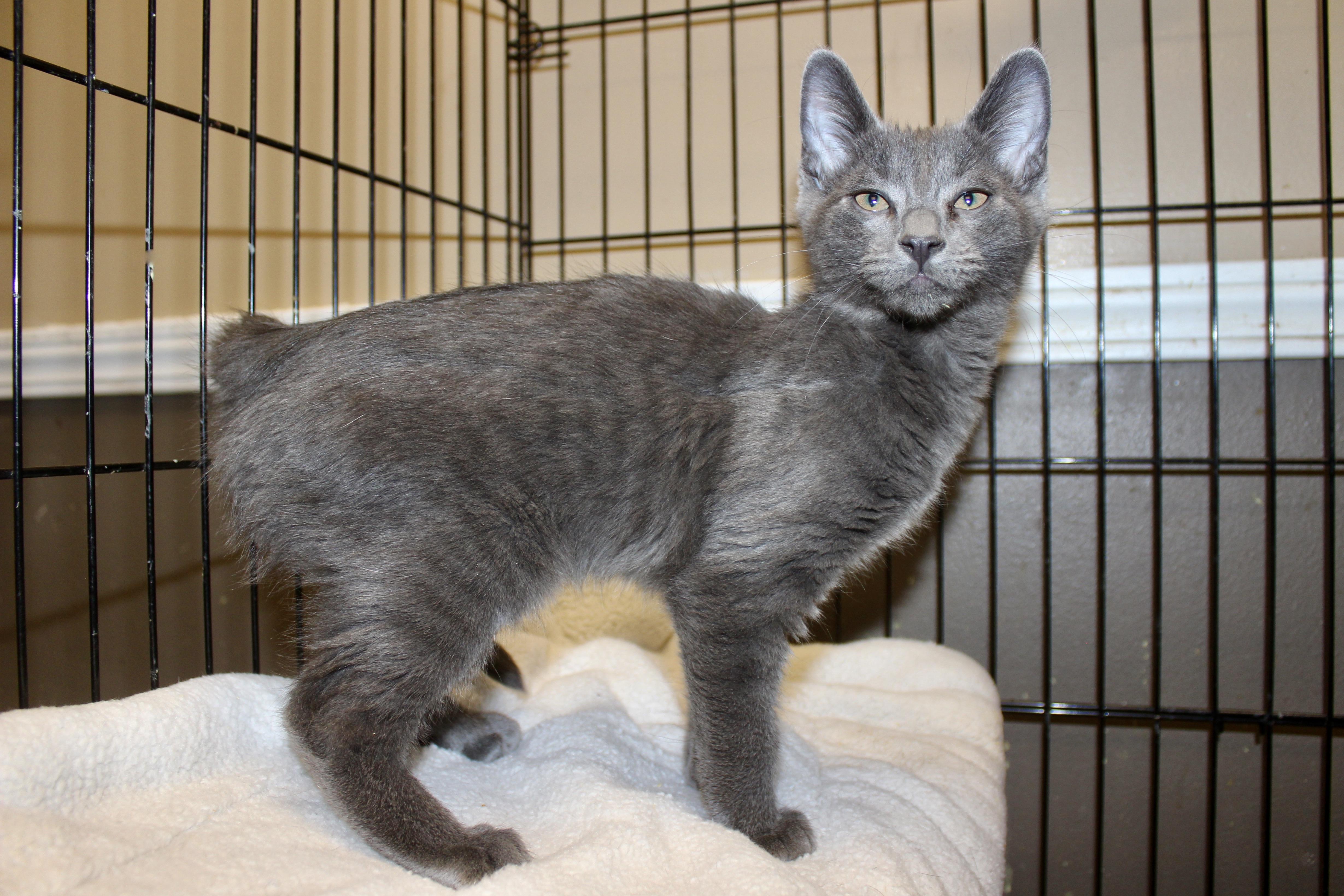 Enlarge BEN, an adopted Domestic Short Hair in Brazil, IN image 2/6