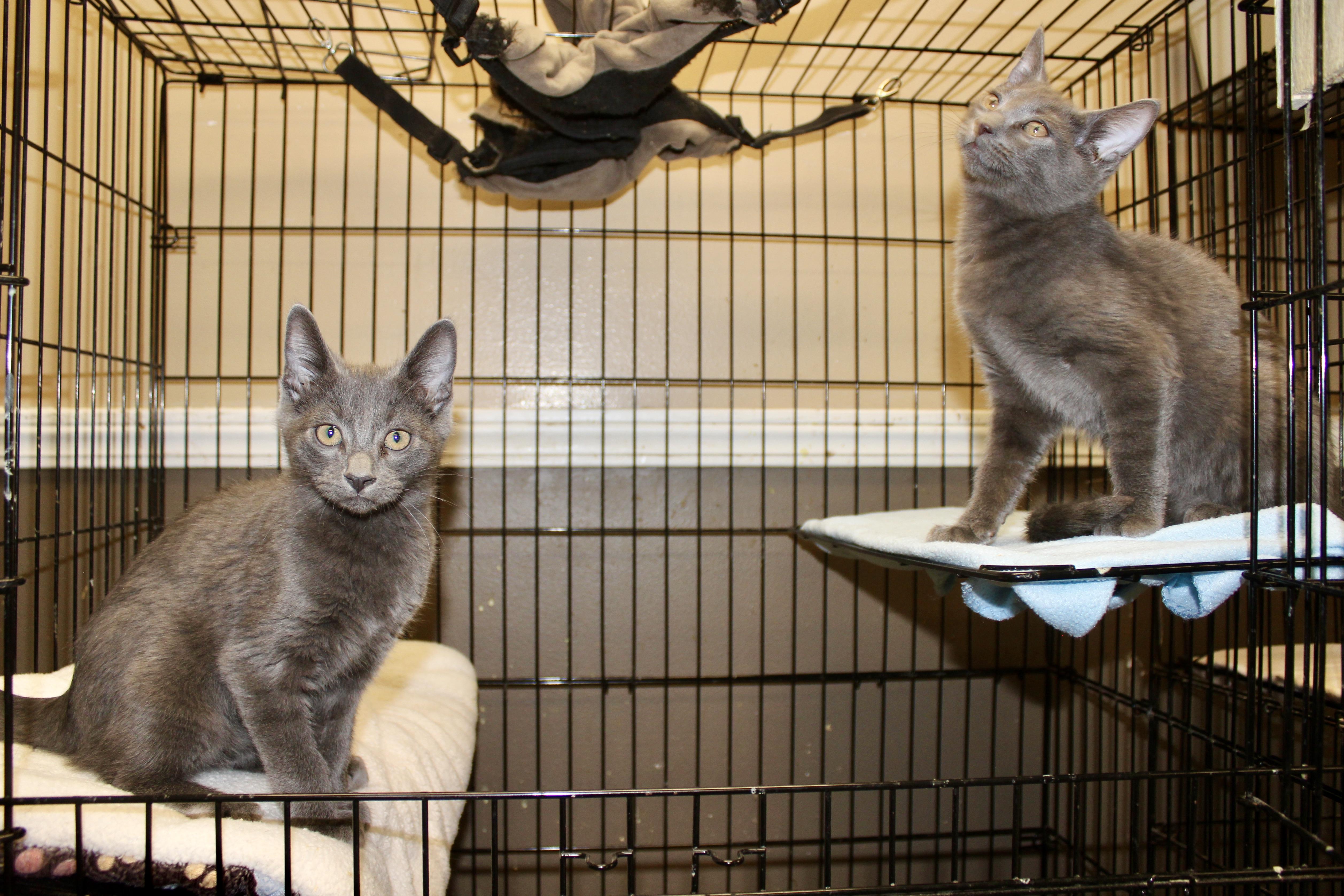 Enlarge BEN, an adopted Domestic Short Hair in Brazil, IN image 6/6