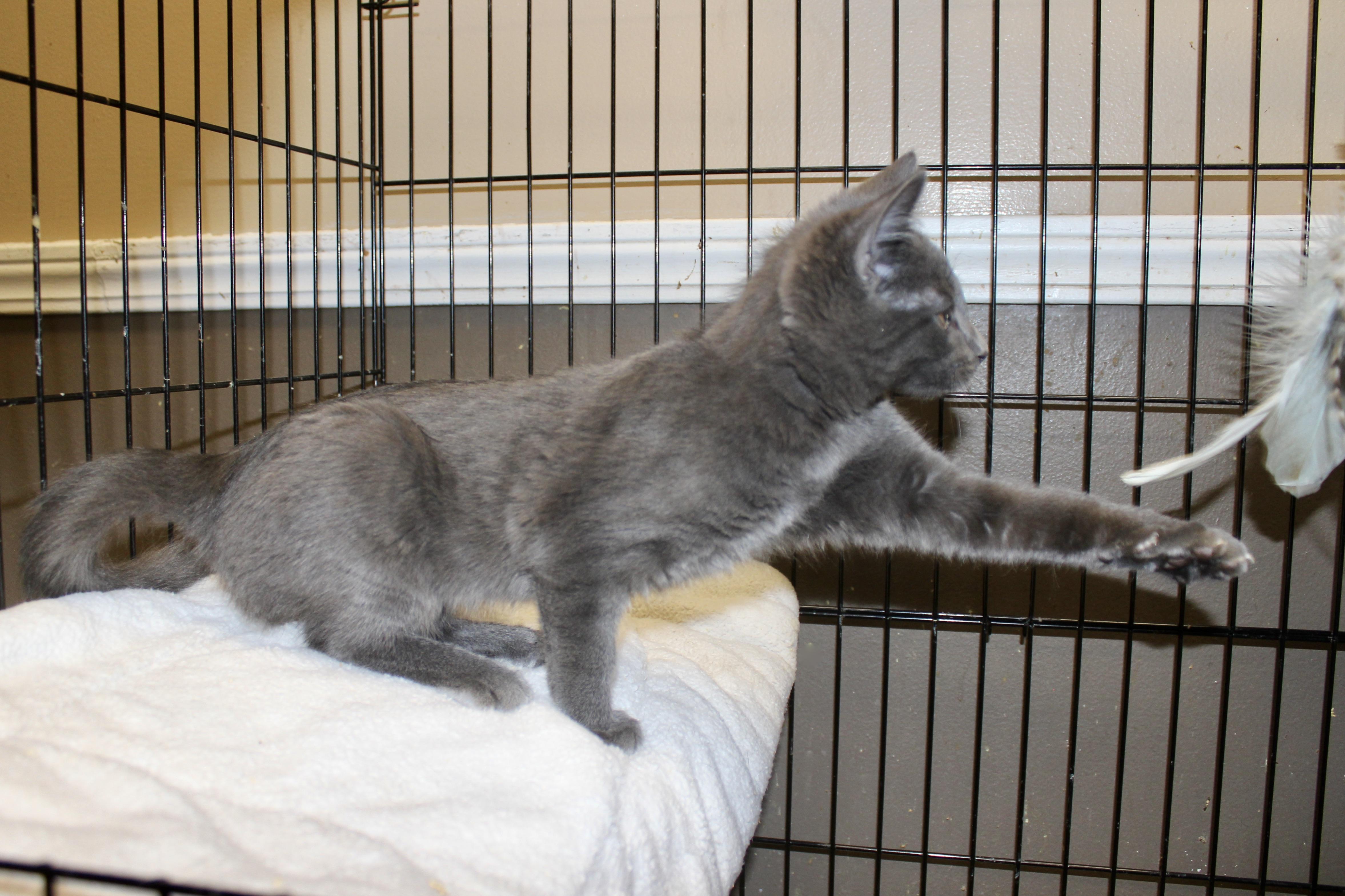 Enlarge BEN, an adopted Domestic Short Hair in Brazil, IN image 3/6