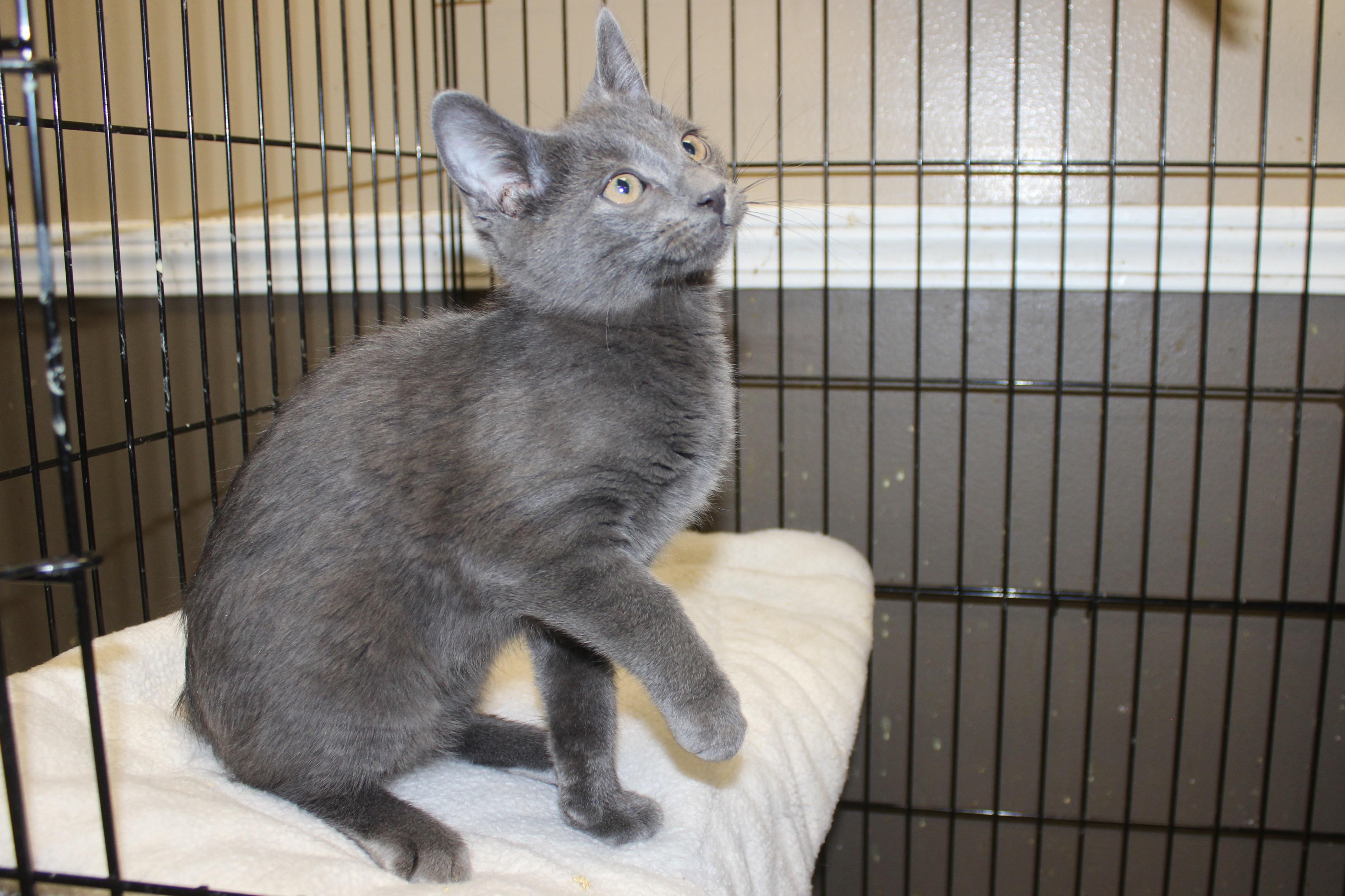 Enlarge BEN, an adopted Domestic Short Hair in Brazil, IN image 1/6