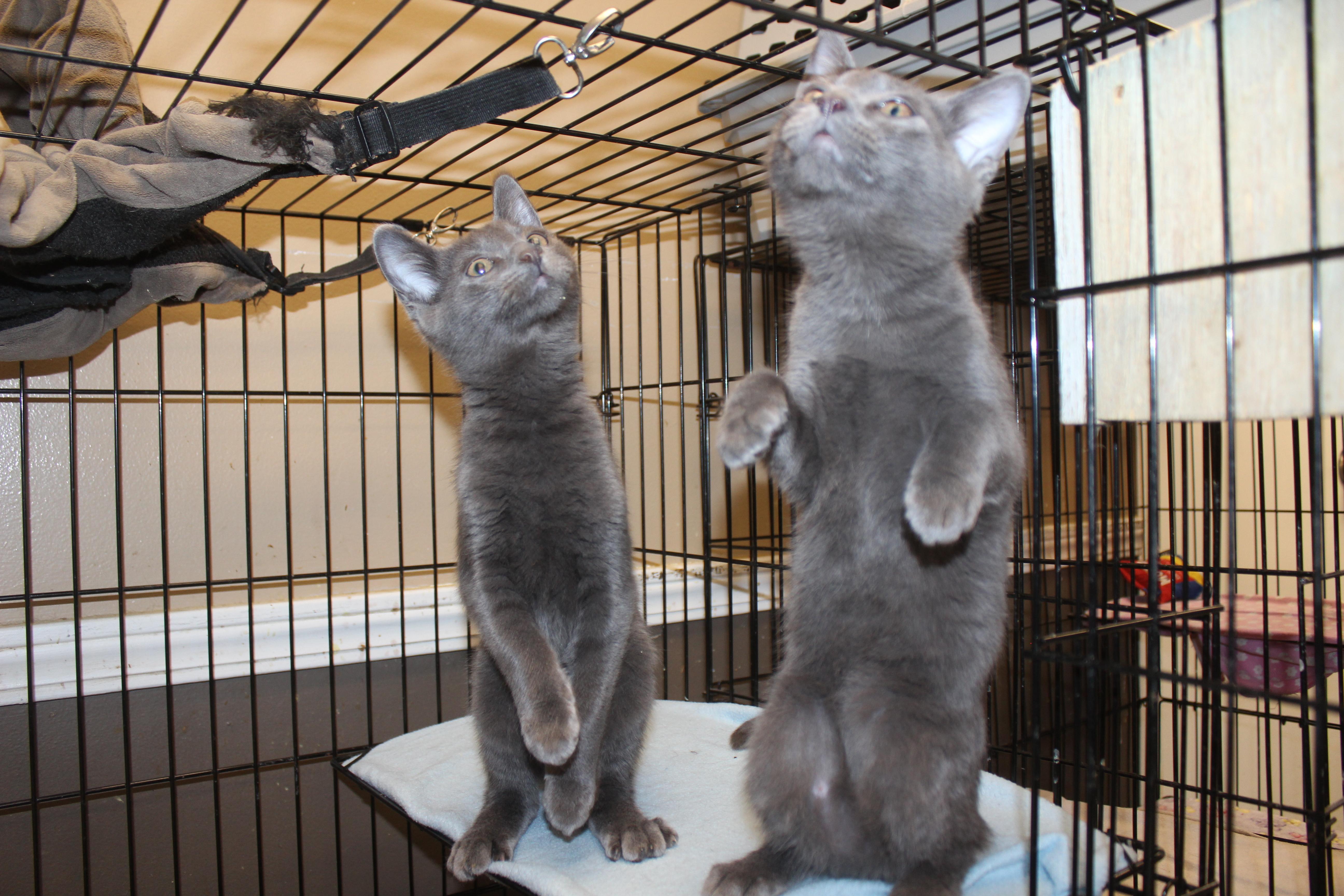 Enlarge BEN, an adopted Domestic Short Hair in Brazil, IN image 5/6