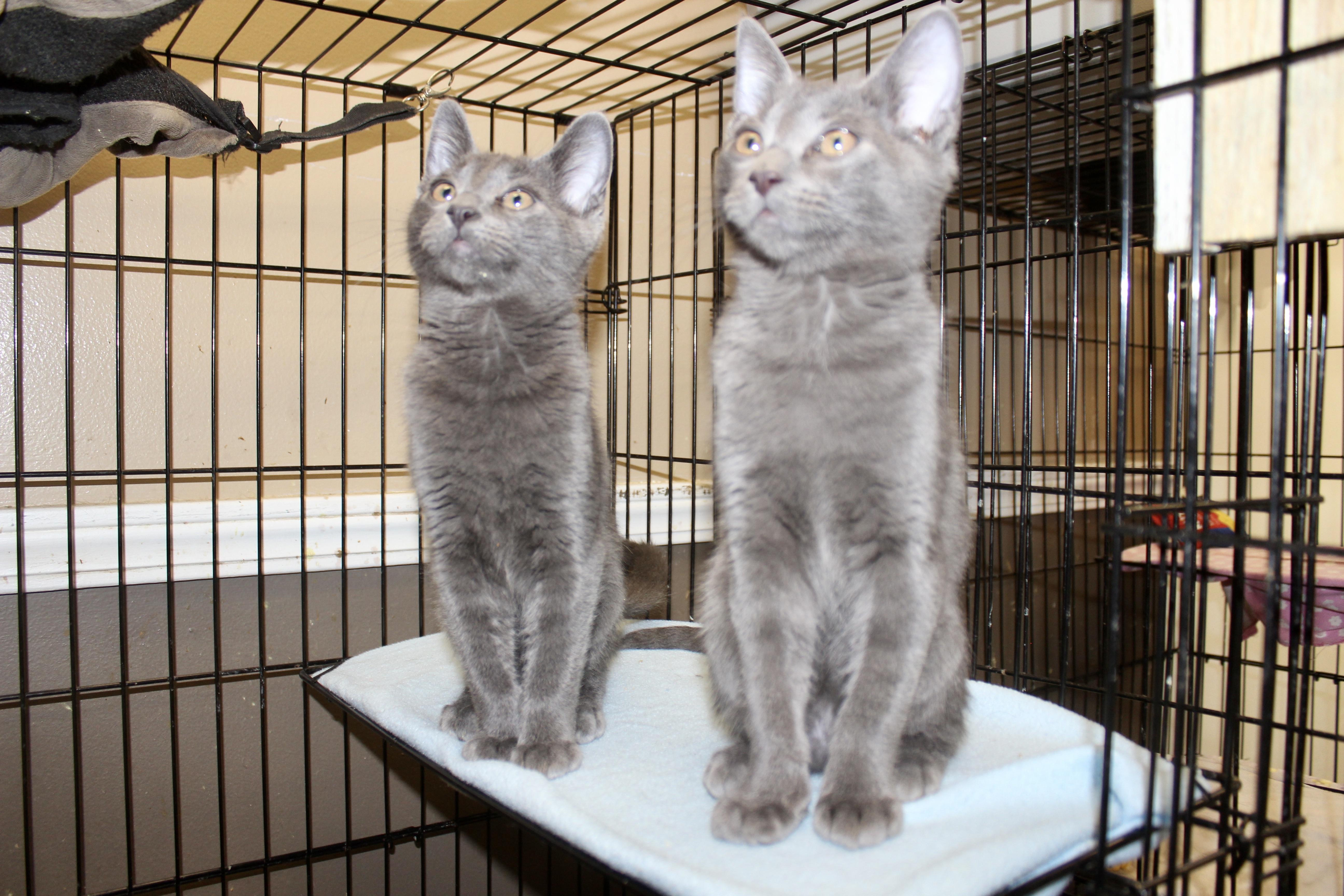 Enlarge BEN, an adopted Domestic Short Hair in Brazil, IN image 4/6