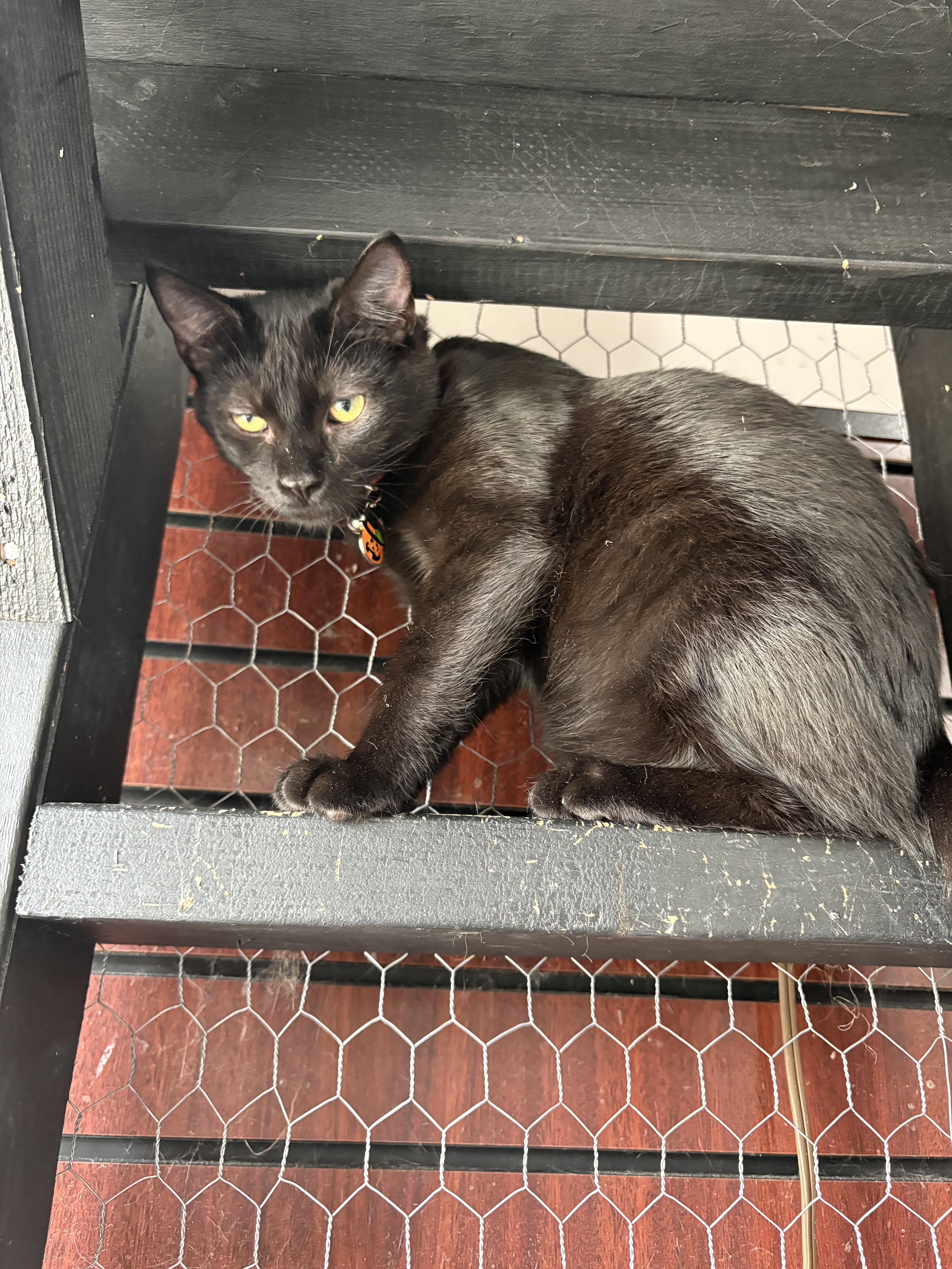 Uncle Fester, Adoptable, Kitten Male Domestic Short Hair.