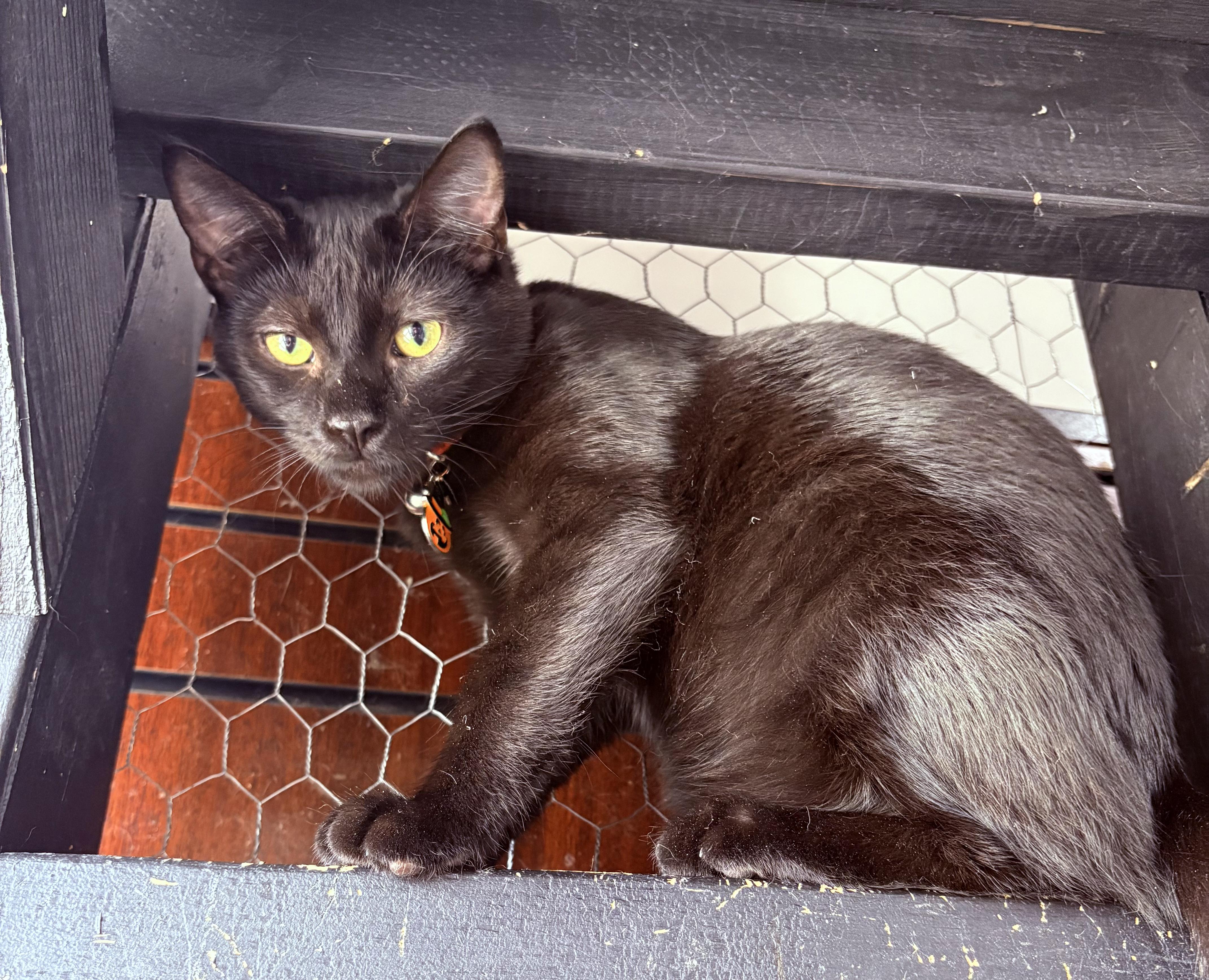 Enlarge Uncle Fester, a Adoptable Domestic Short Hair in Galloway, NJ image 3/3