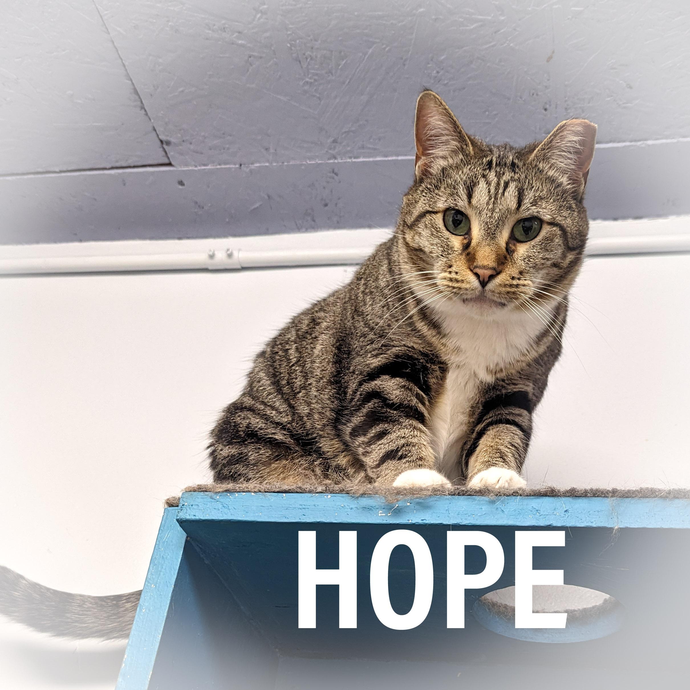 HOPE, a Adoptable mixed breed in Griffith, IN image 4/5