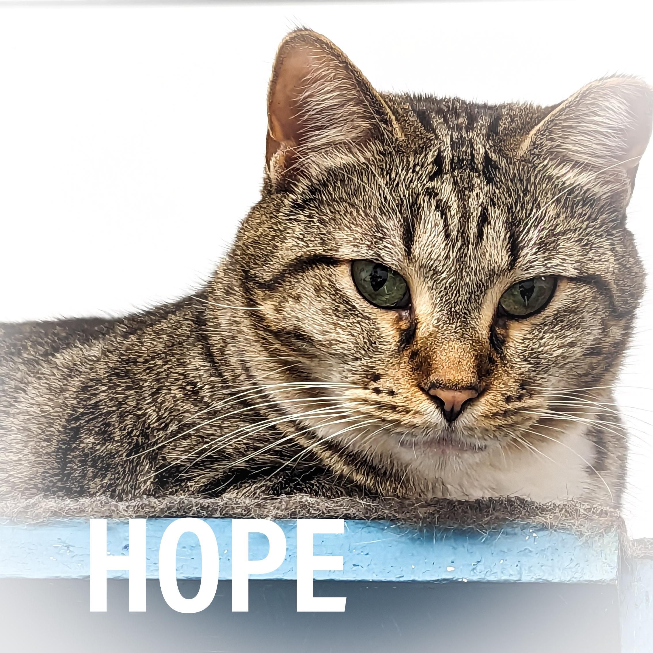 HOPE, a Adoptable mixed breed in Griffith, IN image 2/5