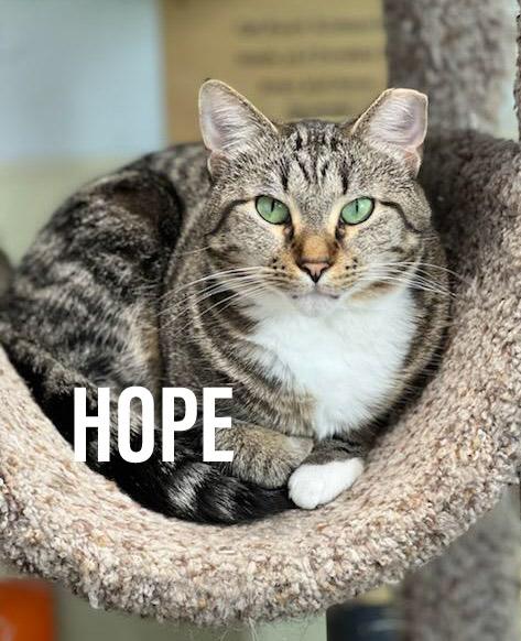 HOPE, a Adoptable mixed breed in Griffith, IN image 1/5