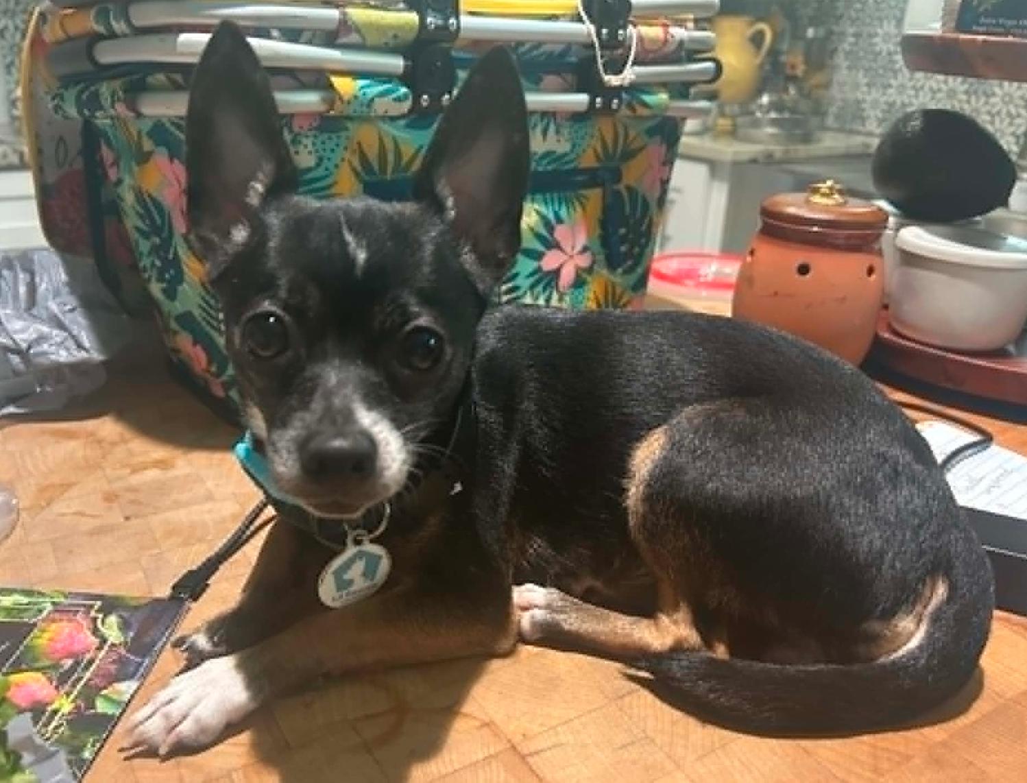 Enlarge BooBoo, a Adopted Chihuahua in Osteen, FL image 1/1