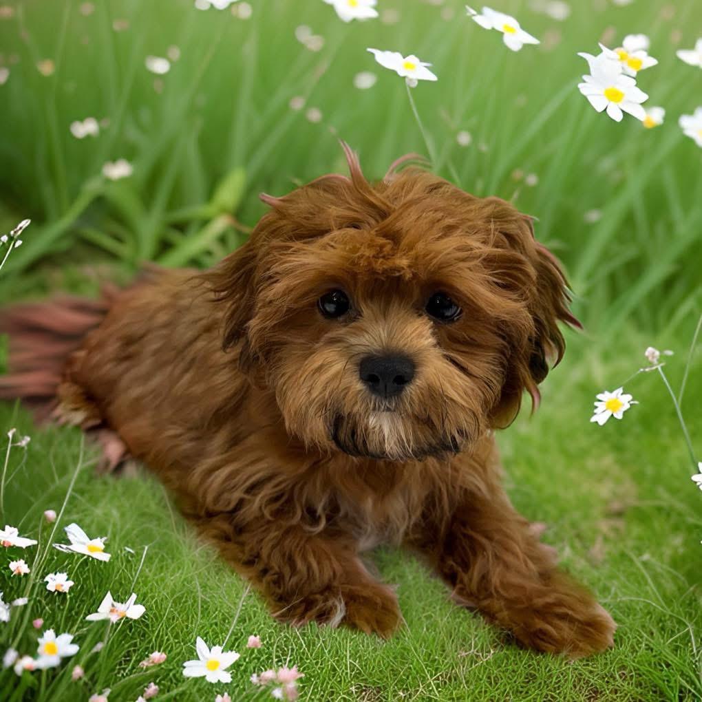 Enlarge Phil, an adopted mixed breed in Nyack, NY image 2/5