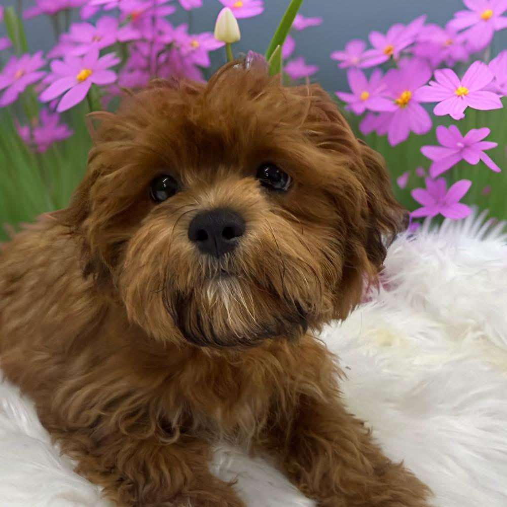 Enlarge Phil, an adopted mixed breed in Nyack, NY image 4/5