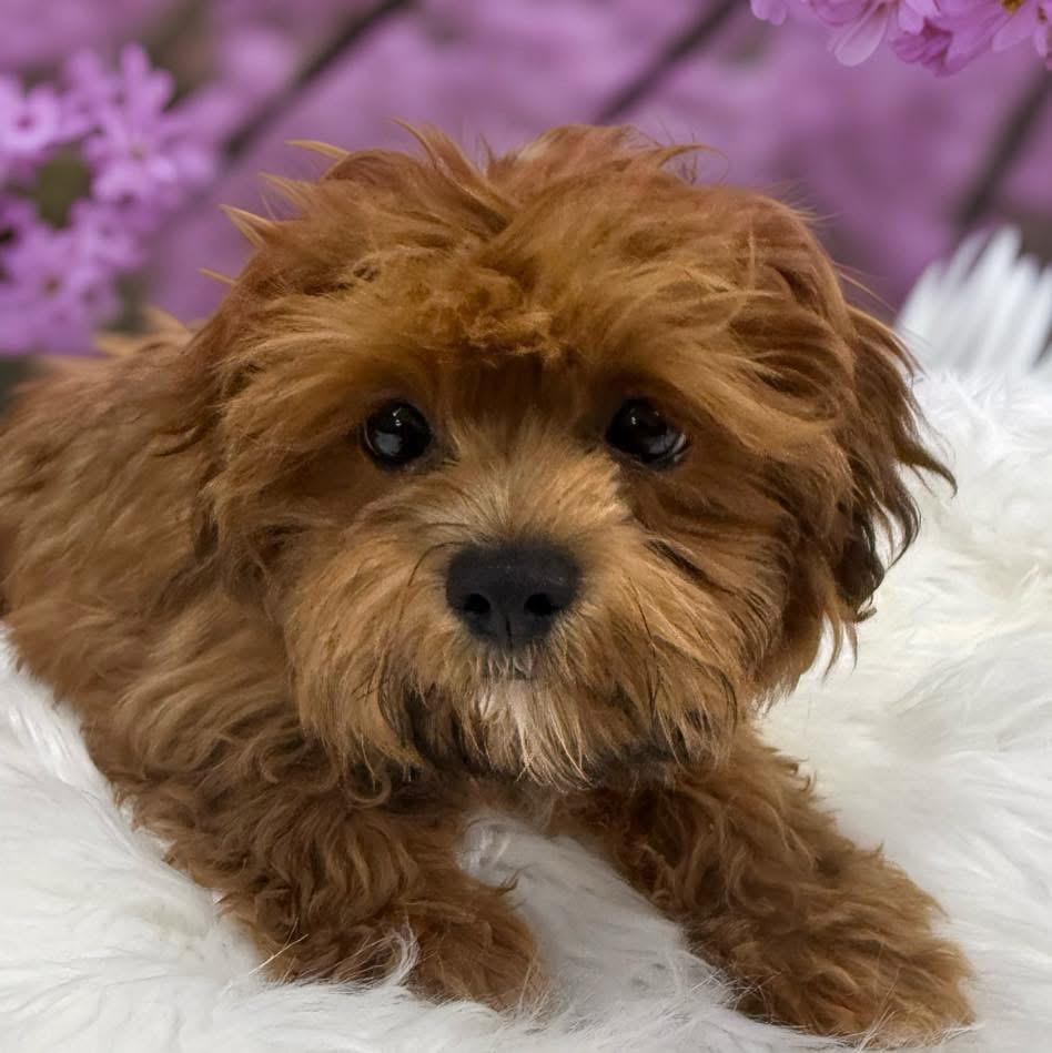 Phil, adopted, Puppy Male Shih Tzu & Bichon Frise.