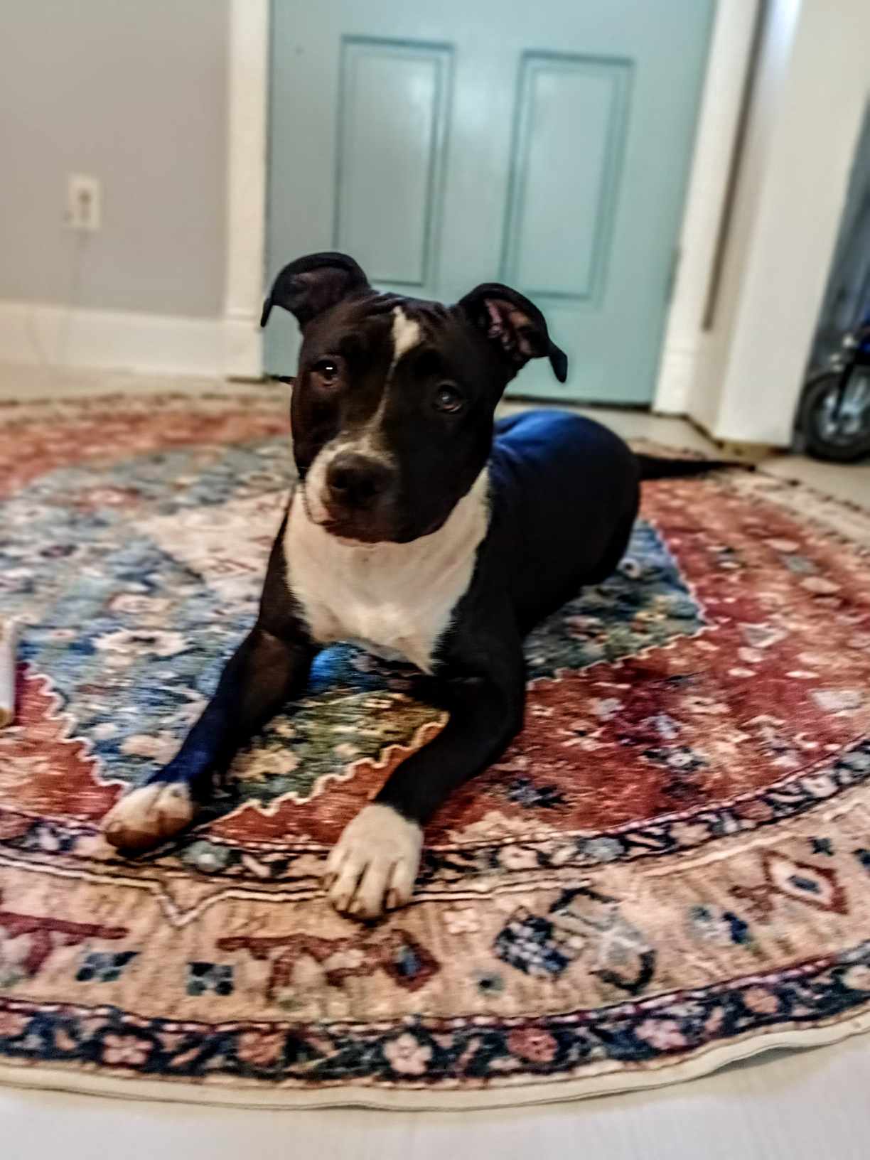 Enlarge Reese, a Adoptable Pit Bull Terrier in Denver, NC image 2/5