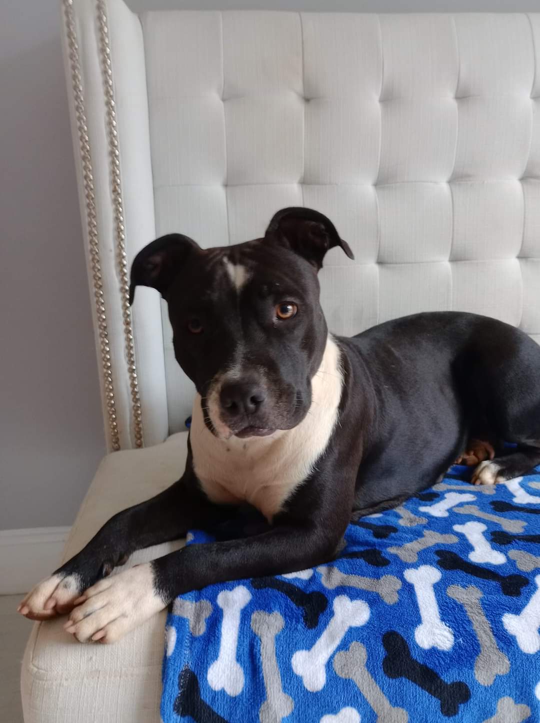 Enlarge Reese, a Adoptable Pit Bull Terrier in Denver, NC image 1/5