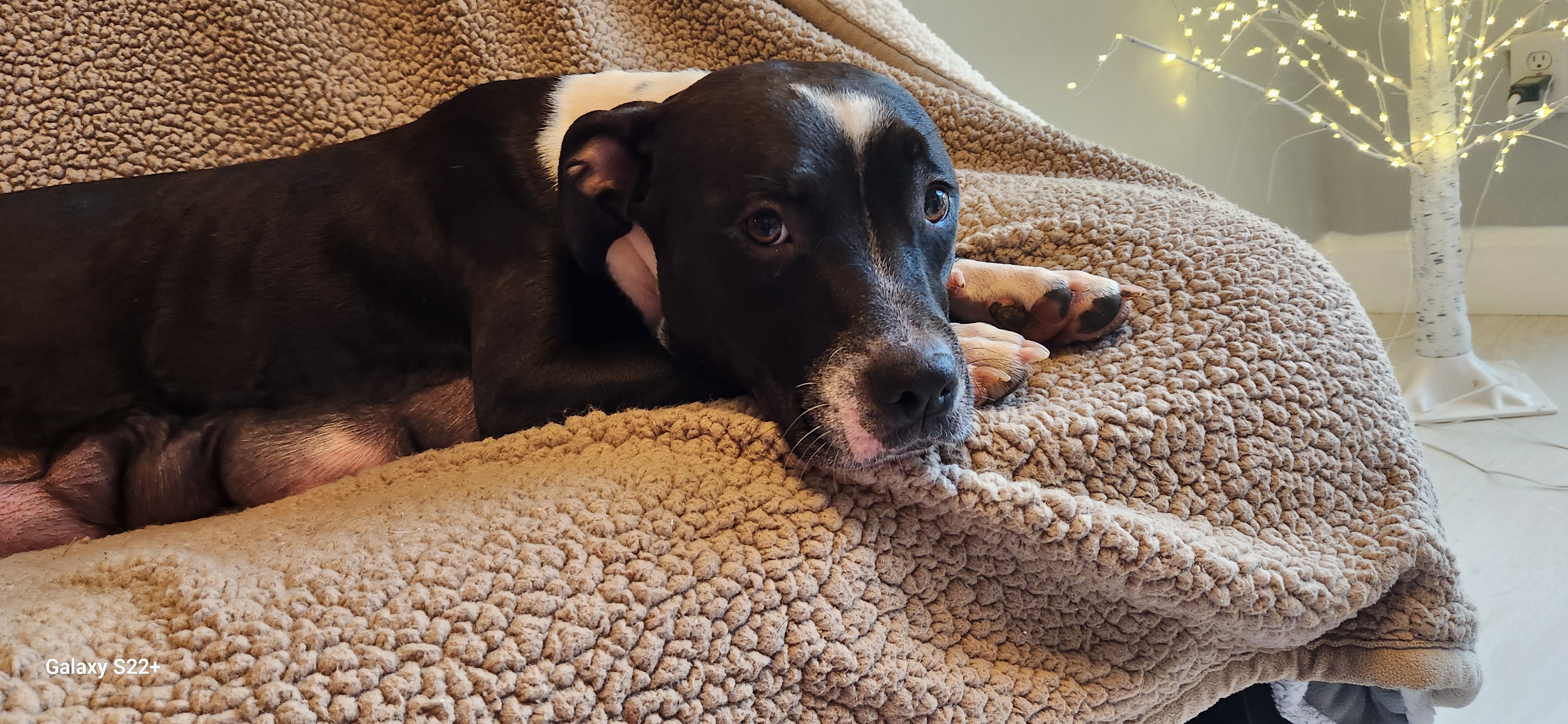 Enlarge Reese, a Adoptable Pit Bull Terrier in Denver, NC image 4/5