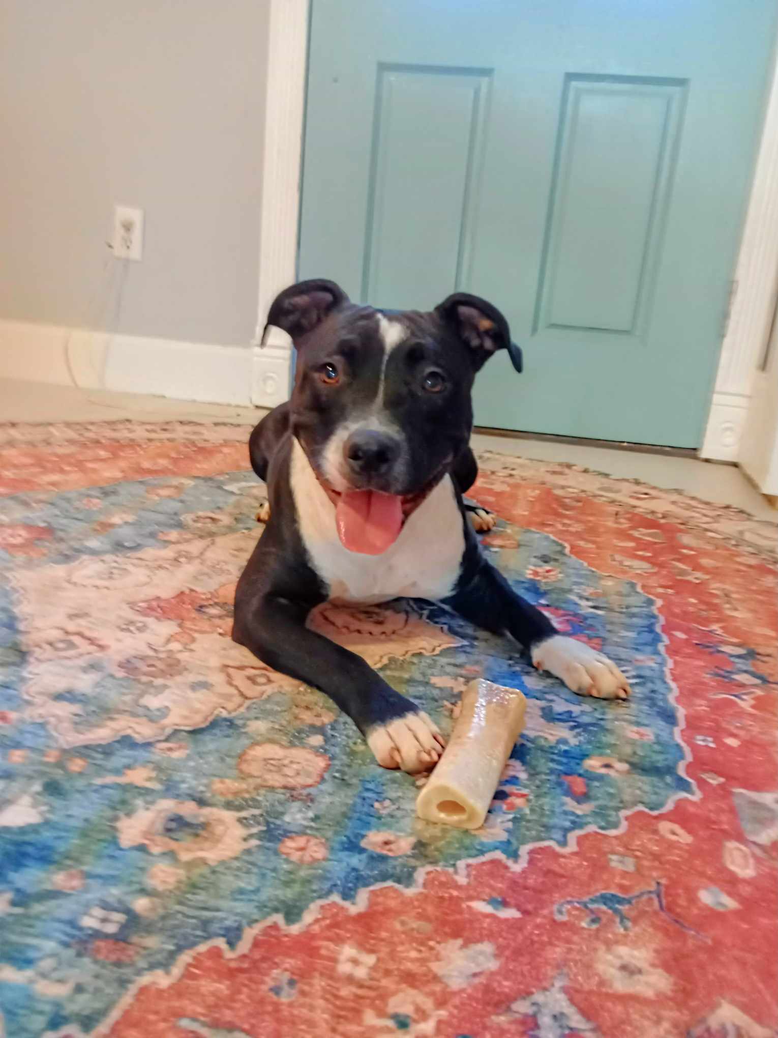 Enlarge Reese, a Adoptable Pit Bull Terrier in Denver, NC image 3/5