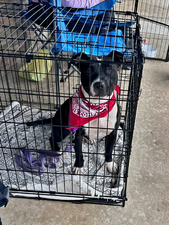 Enlarge Reese, a Adoptable Pit Bull Terrier in Denver, NC image 5/5