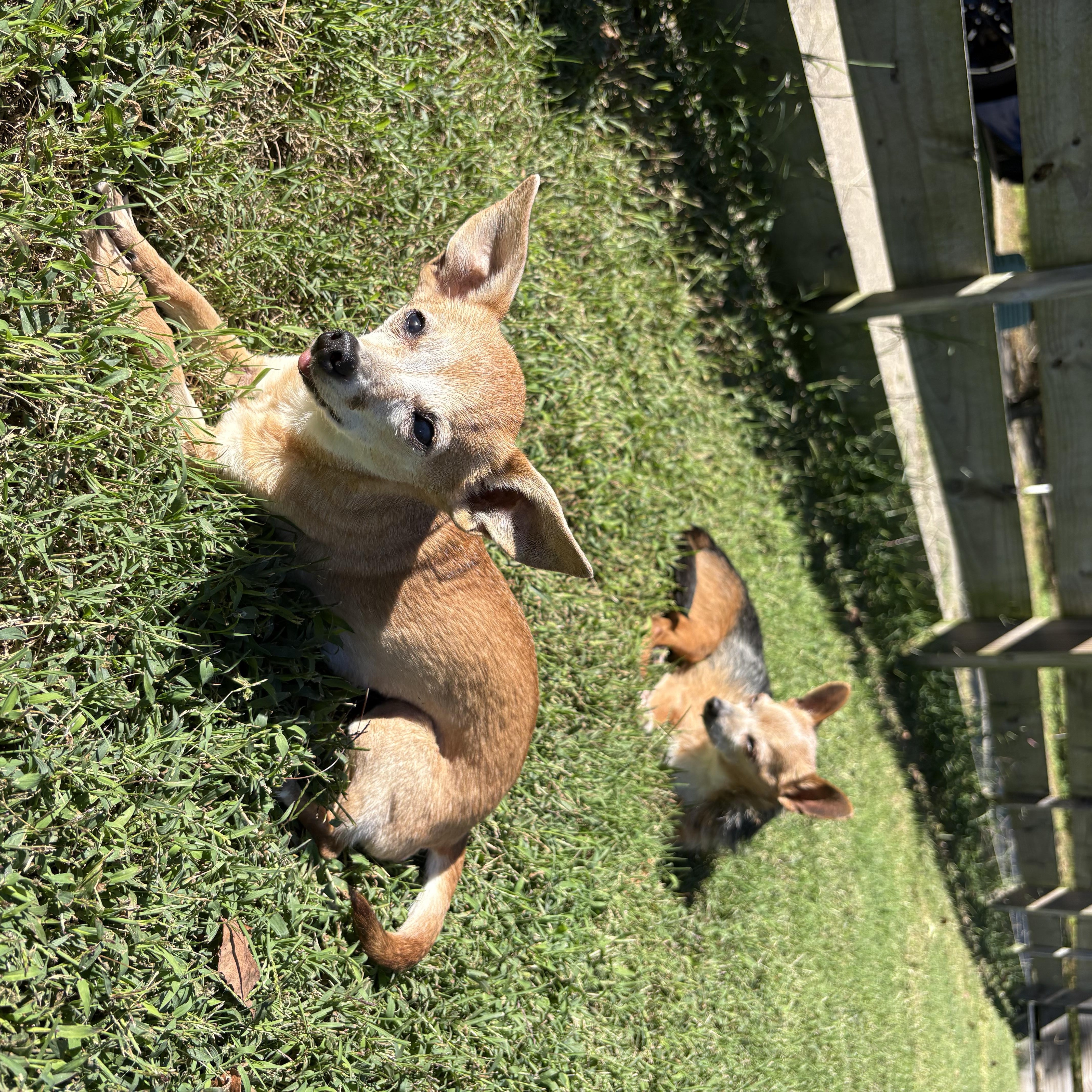 Enlarge Rosie, a Adoptable Chihuahua in Durham, NC image 4/6