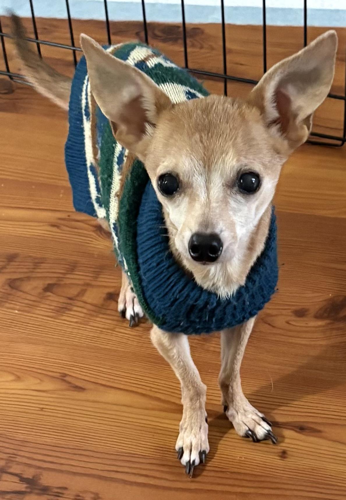 Enlarge Rosie, a Adoptable Chihuahua in Durham, NC image 6/6